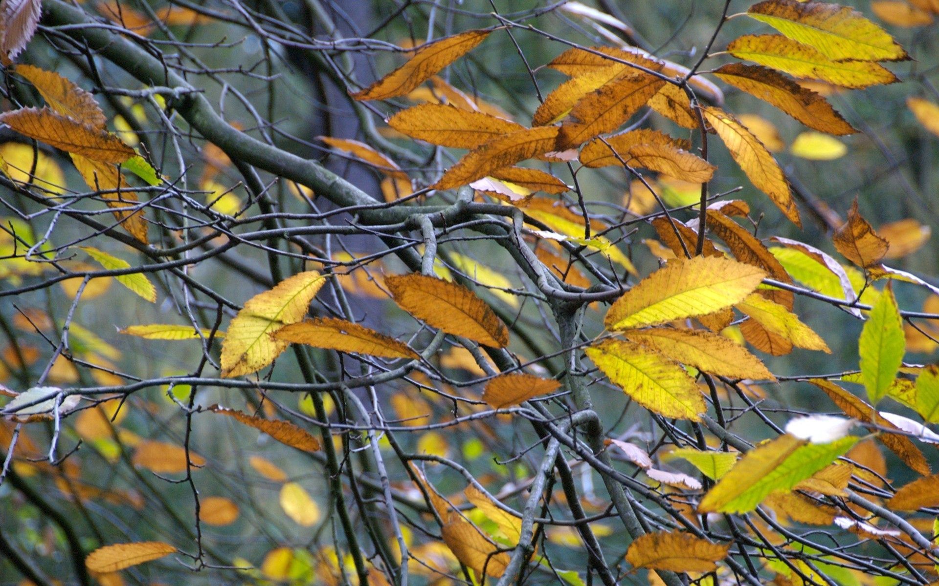 Скачать картинку Ветка, Листья, Природа, Серый, Осень в телефон бесплатно.