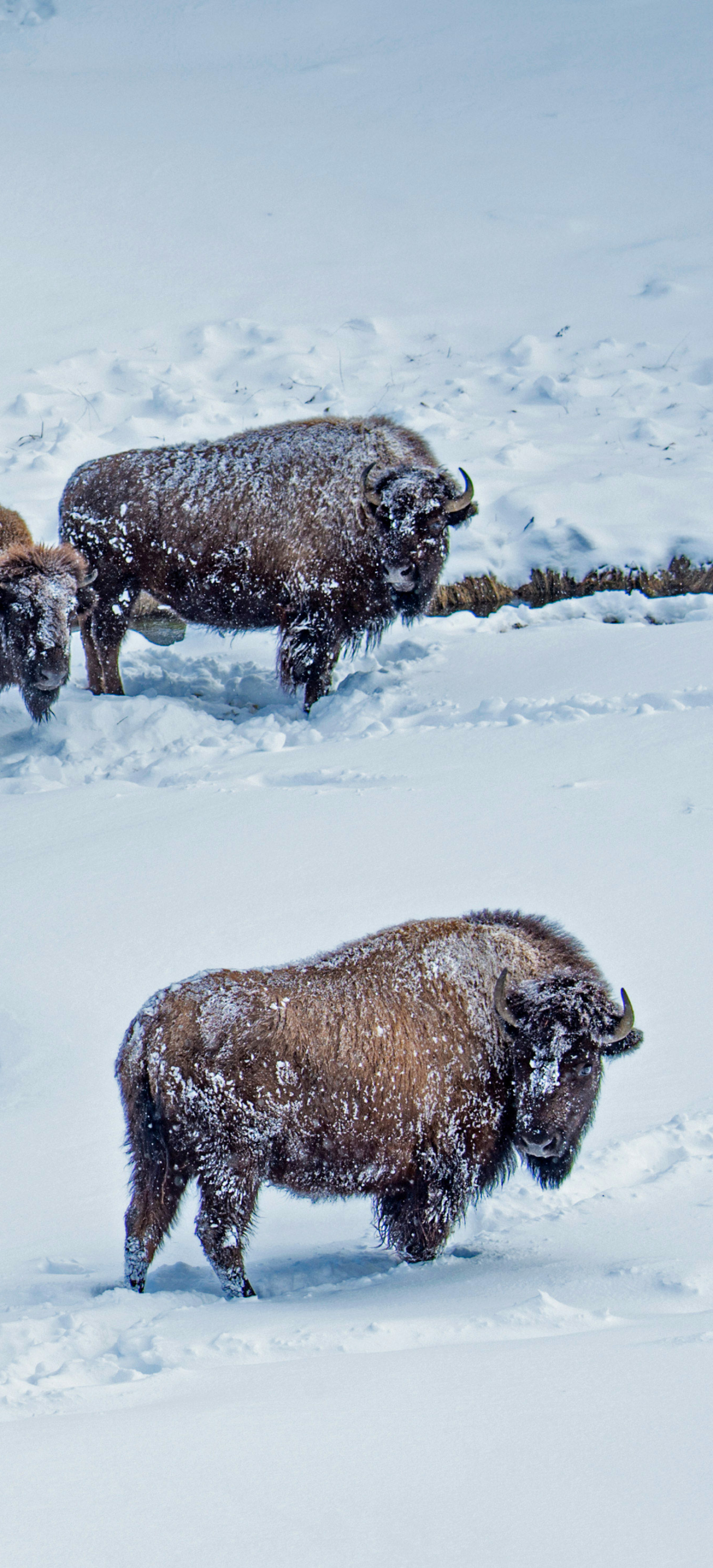 Handy-Wallpaper Tiere, Amerikanischer Bison kostenlos herunterladen.