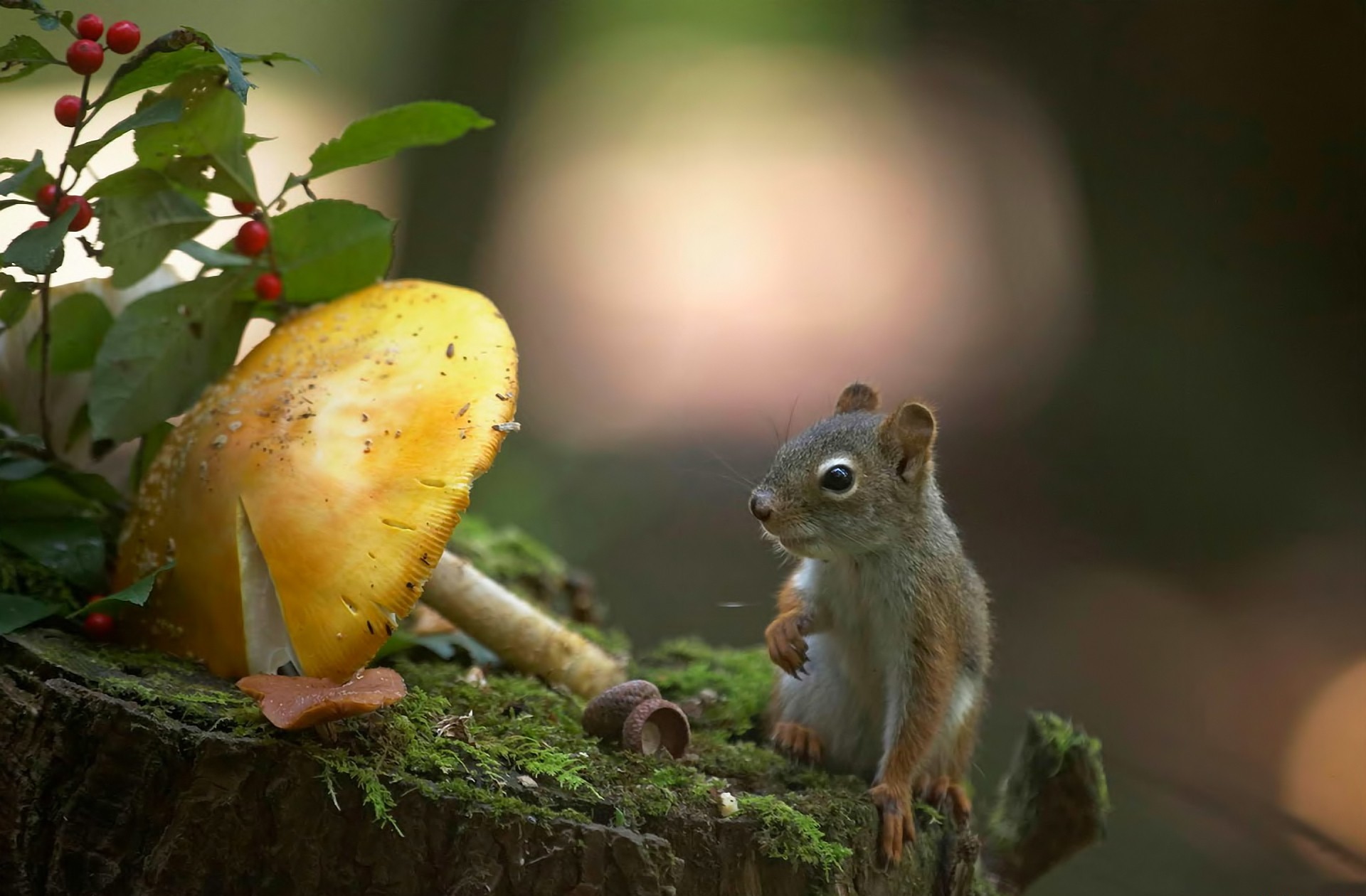 Download mobile wallpaper Squirrel, Animal, Mushroom, Stub for free.
