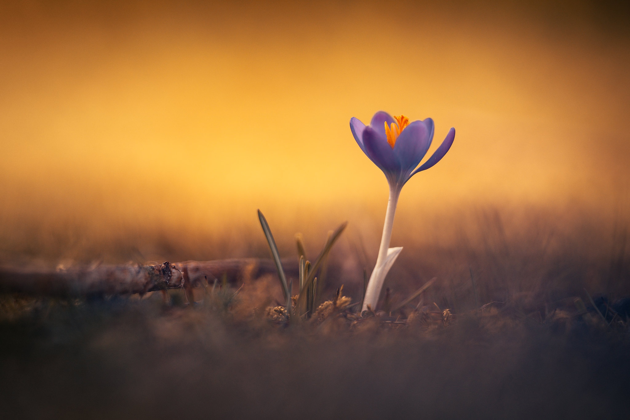 Download mobile wallpaper Flowers, Earth, Crocus for free.