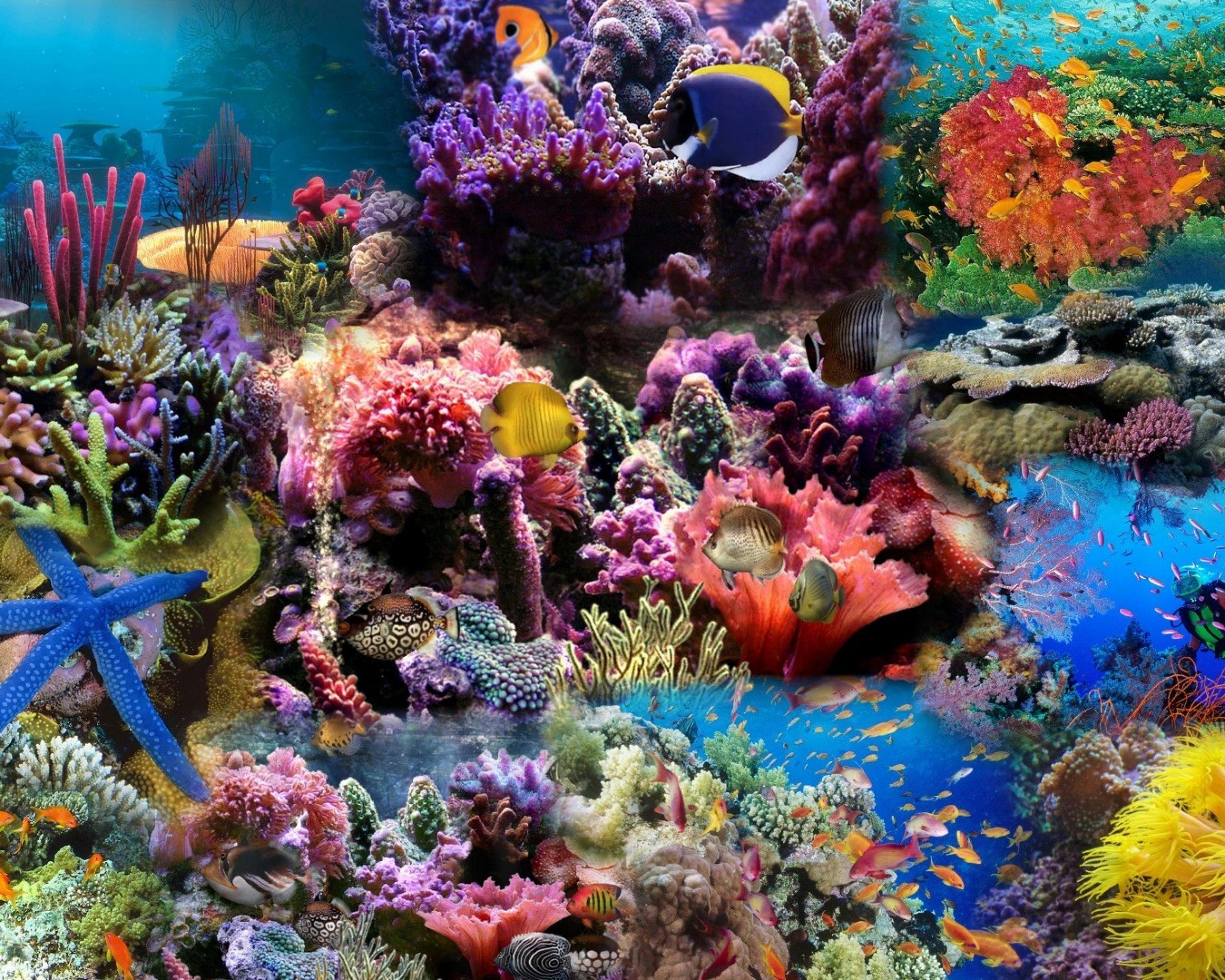 75847 descargar fondo de pantalla peces, coral, mundo submarino, naturaleza: protectores de pantalla e imágenes gratis
