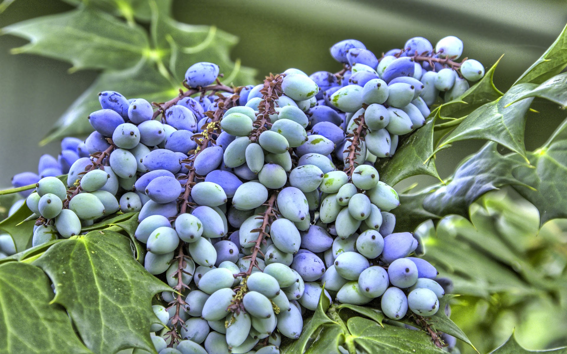 164956 baixar imagens comida, uvas, oliva, frutas - papéis de parede e protetores de tela gratuitamente