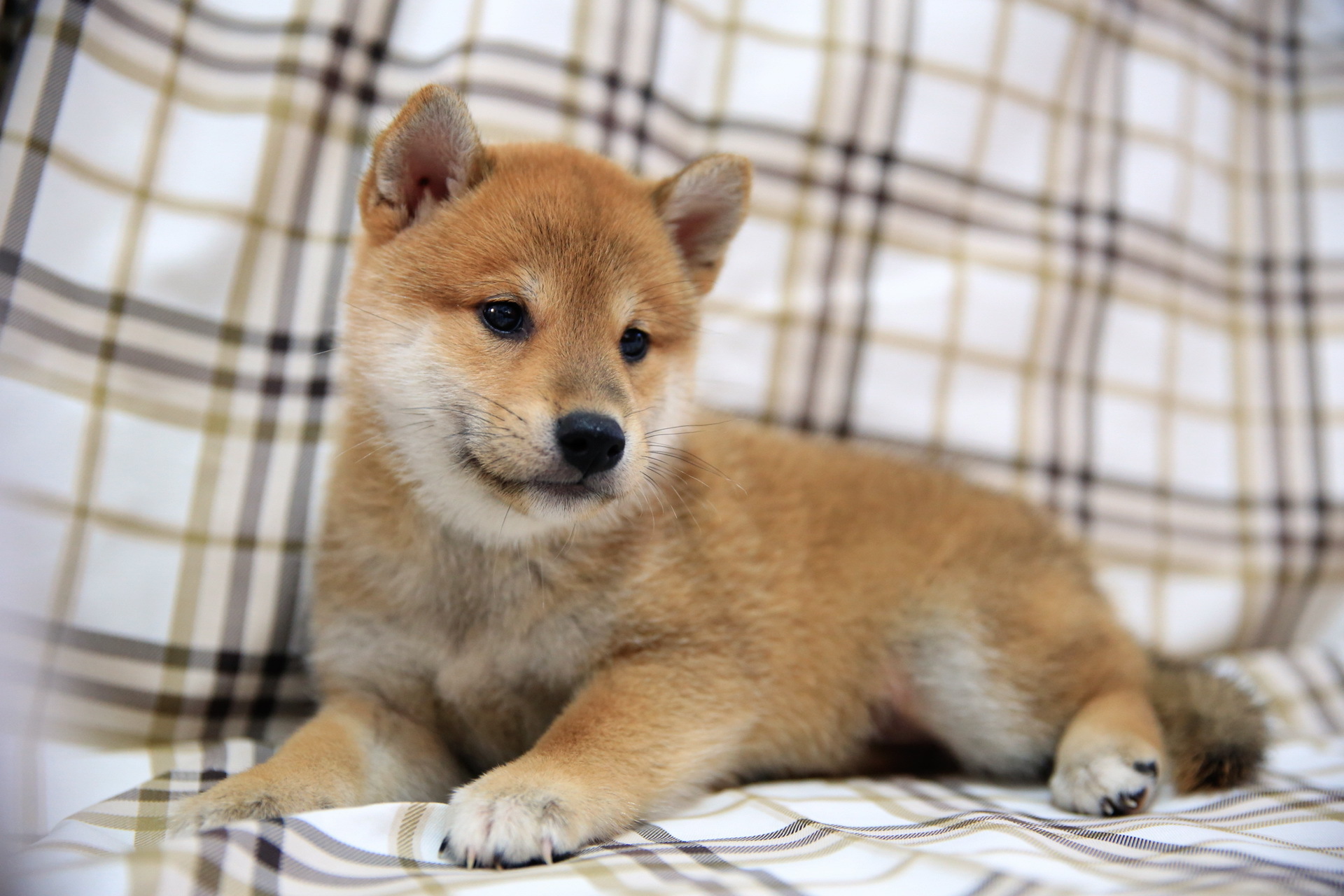 無料モバイル壁紙動物, 犬, 子犬をダウンロードします。