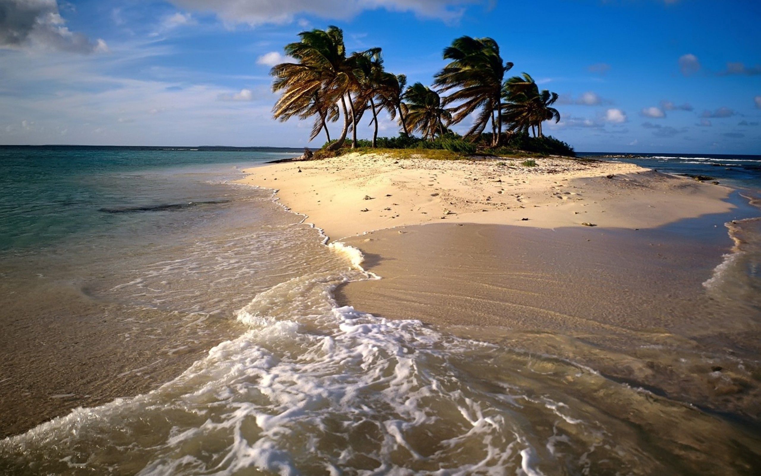 palm, beach, nature, sea, sand