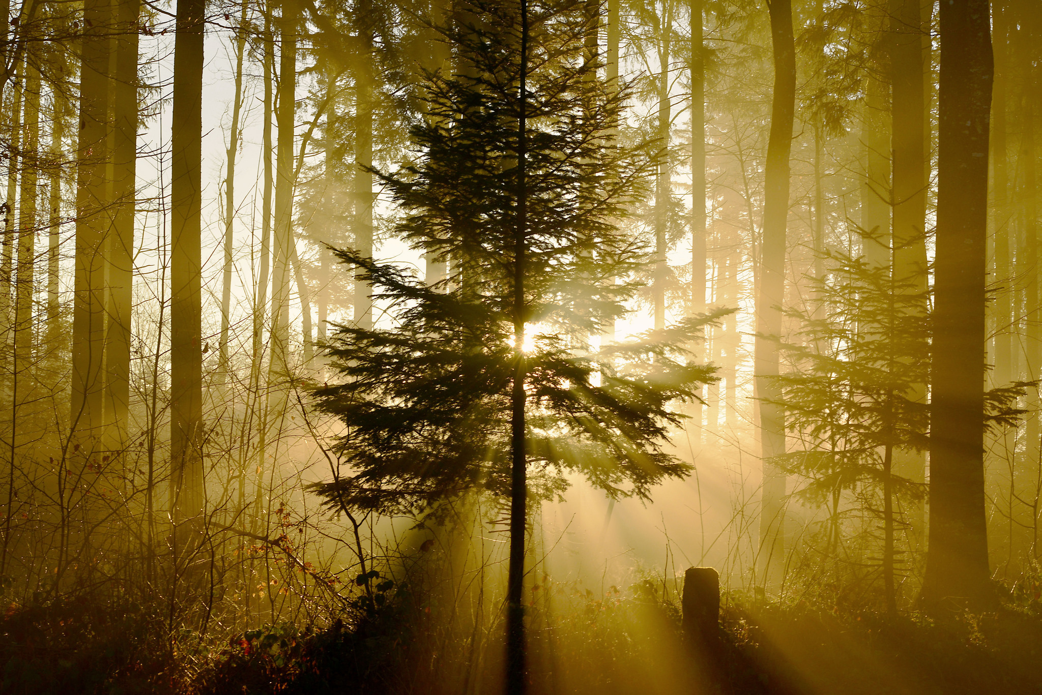 Download mobile wallpaper Nature, Forest, Tree, Earth, Sunbeam for free.