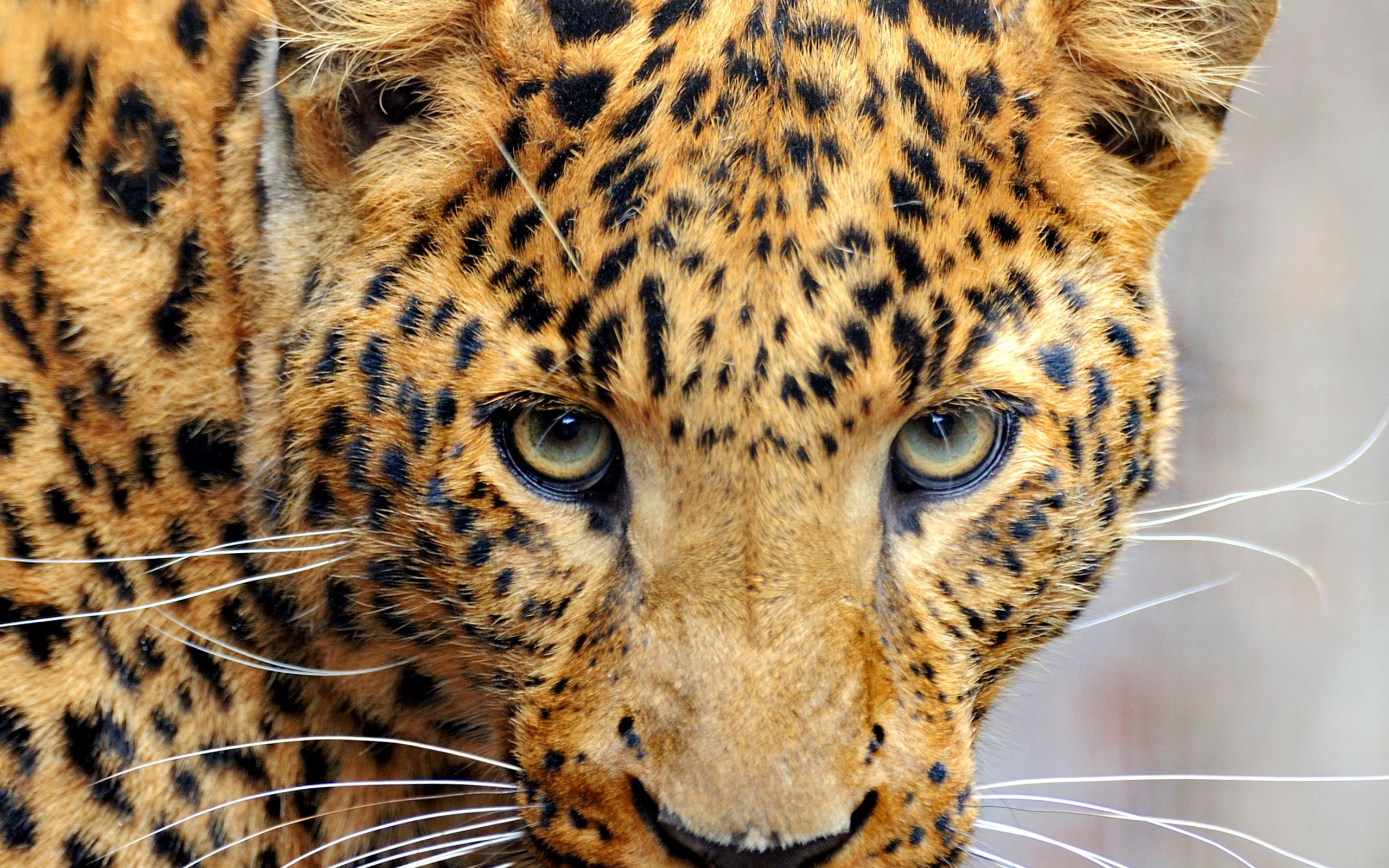 Descarga gratuita de fondo de pantalla para móvil de Leopardo, Gatos, Animales.