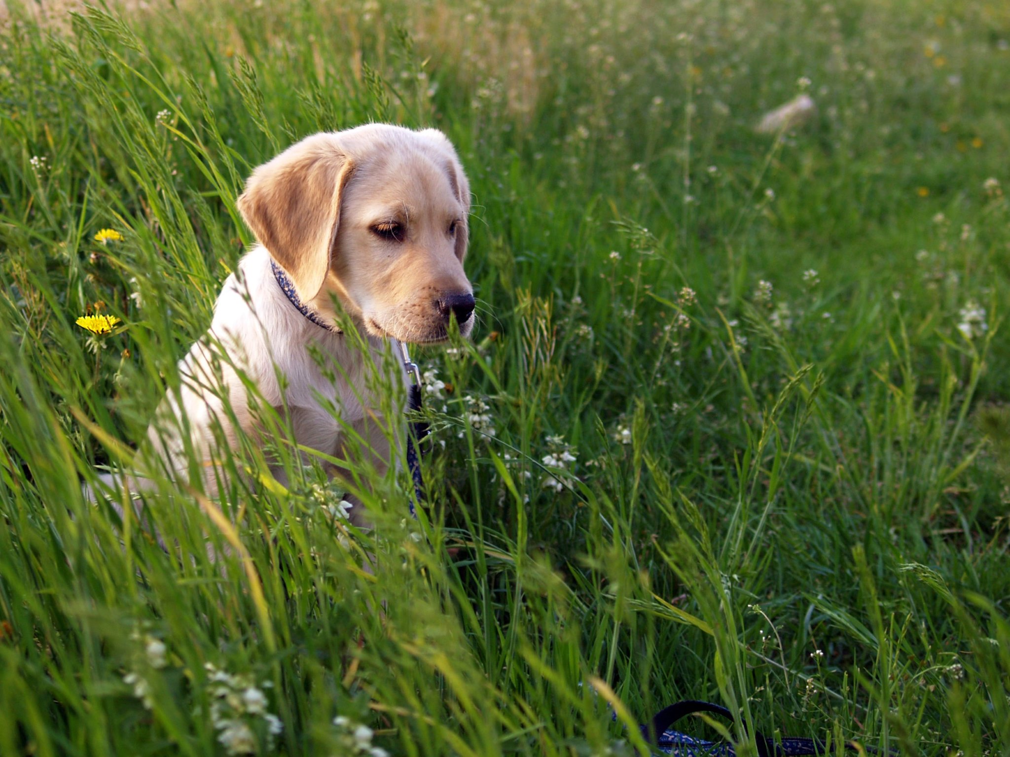 Free download wallpaper Dogs, Grass, Dog, Animal, Puppy, Labrador Retriever on your PC desktop