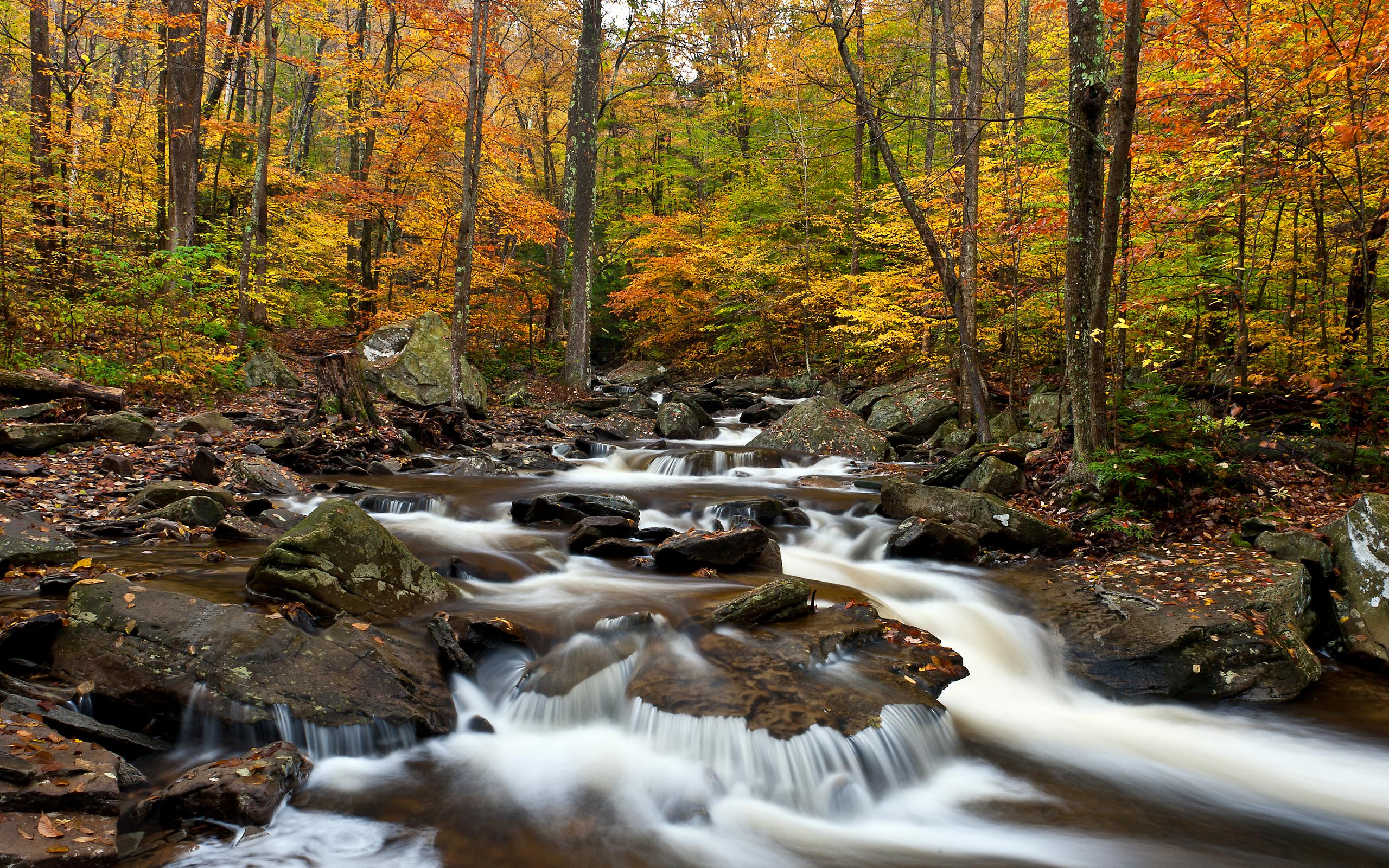 Descarga gratis la imagen Otoño, Bosque, Piedra, Chorro, Tierra/naturaleza en el escritorio de tu PC