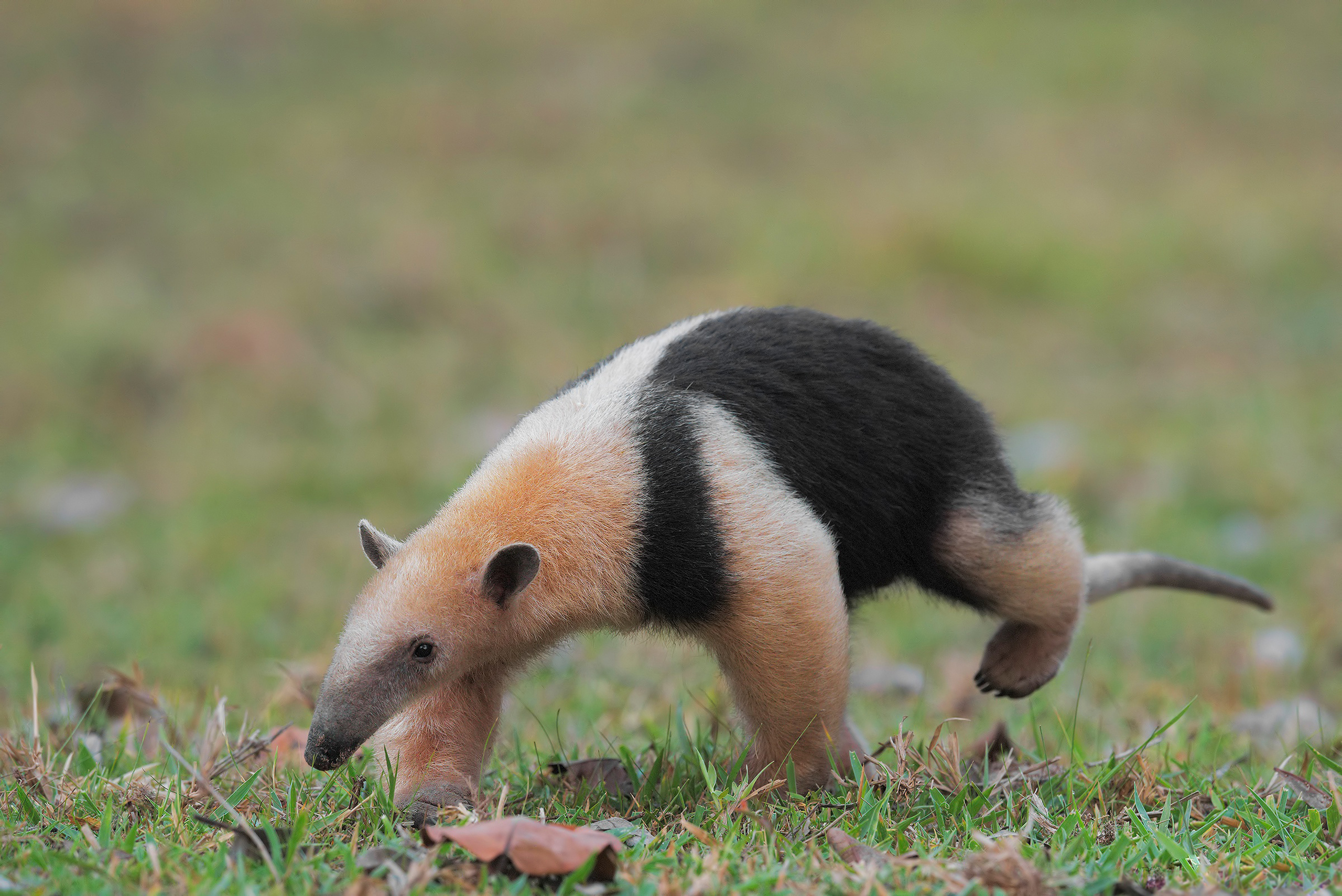 animal, anteater