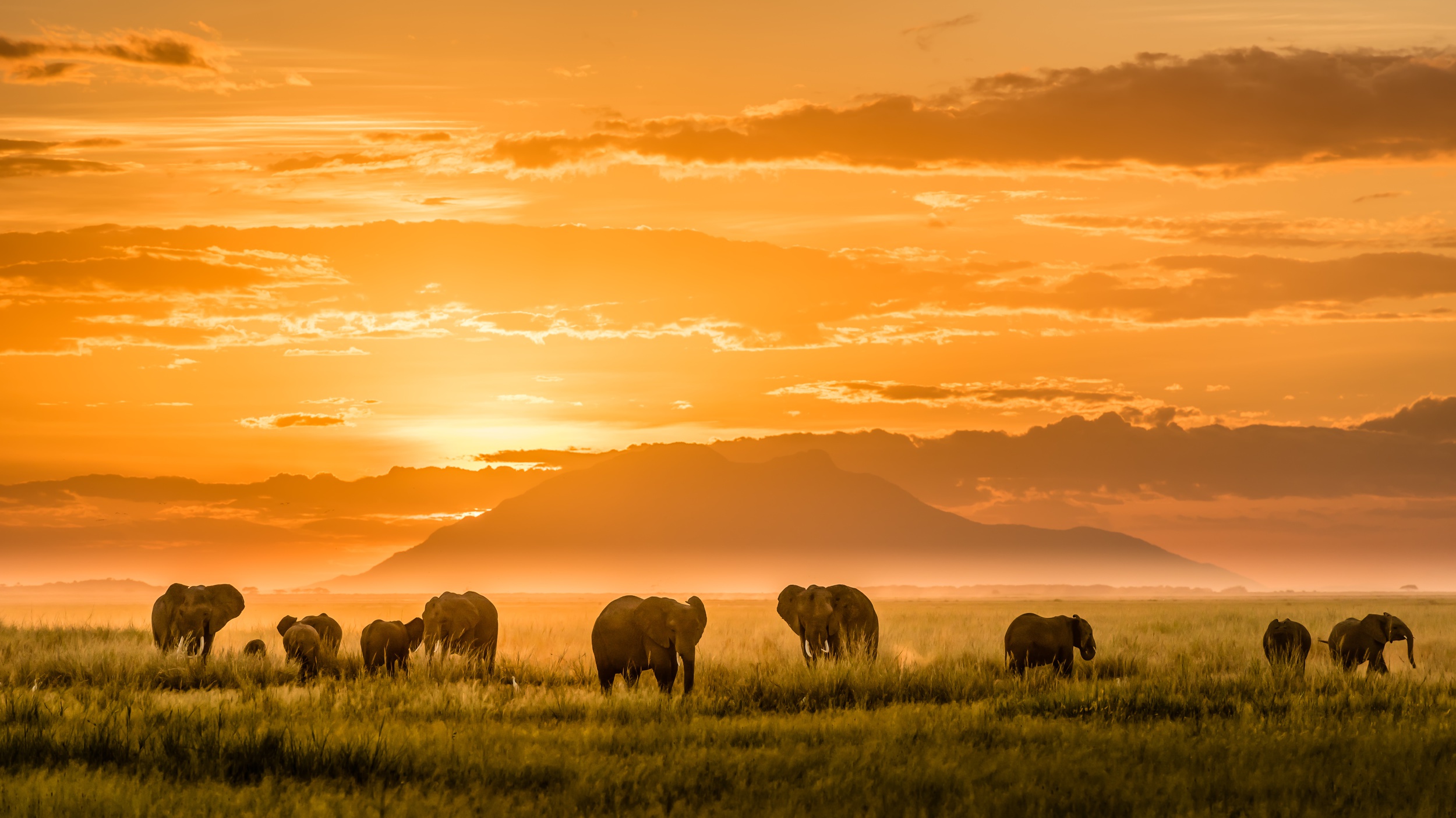 Скачать обои бесплатно Животные, Закат, Слоны, Африка, Африканский Слон картинка на рабочий стол ПК