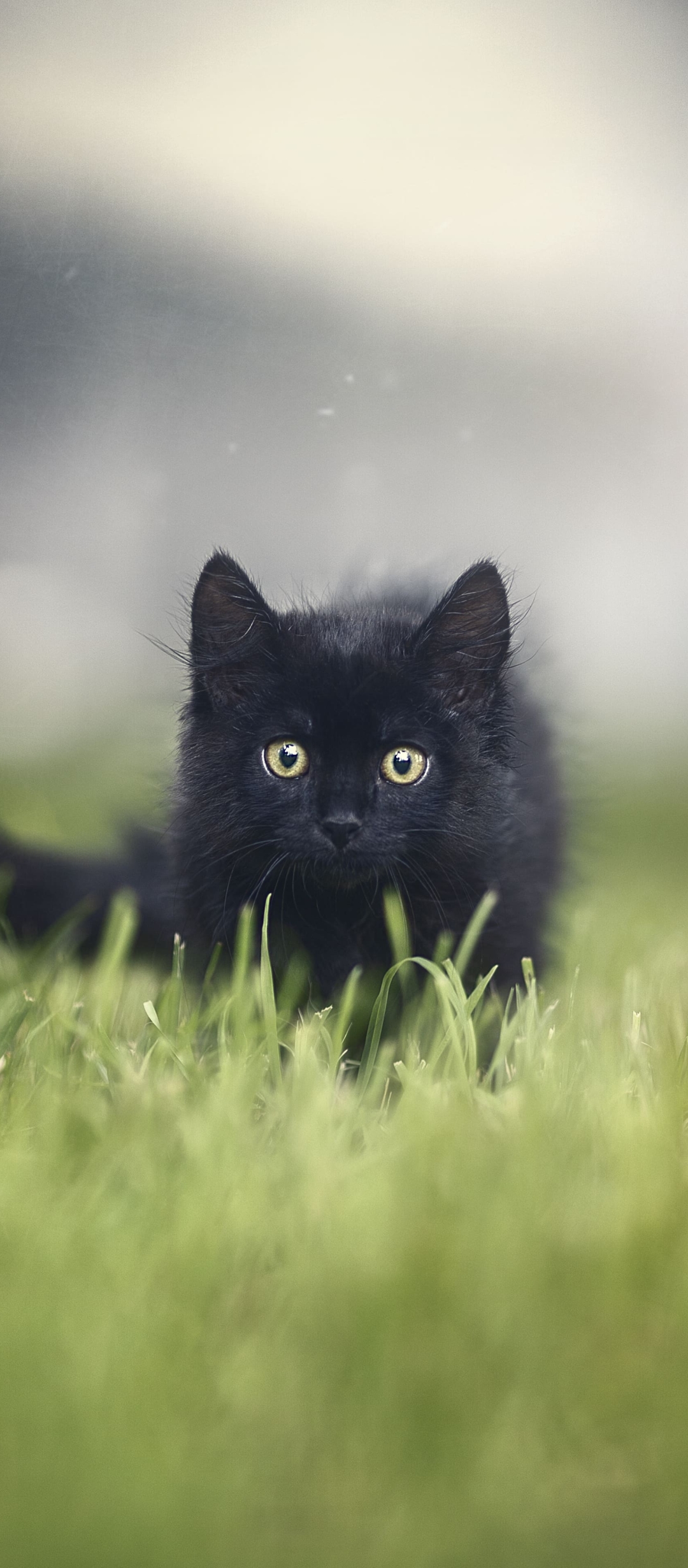 Download mobile wallpaper Cats, Grass, Cat, Kitten, Animal, Baby Animal, Stare for free.