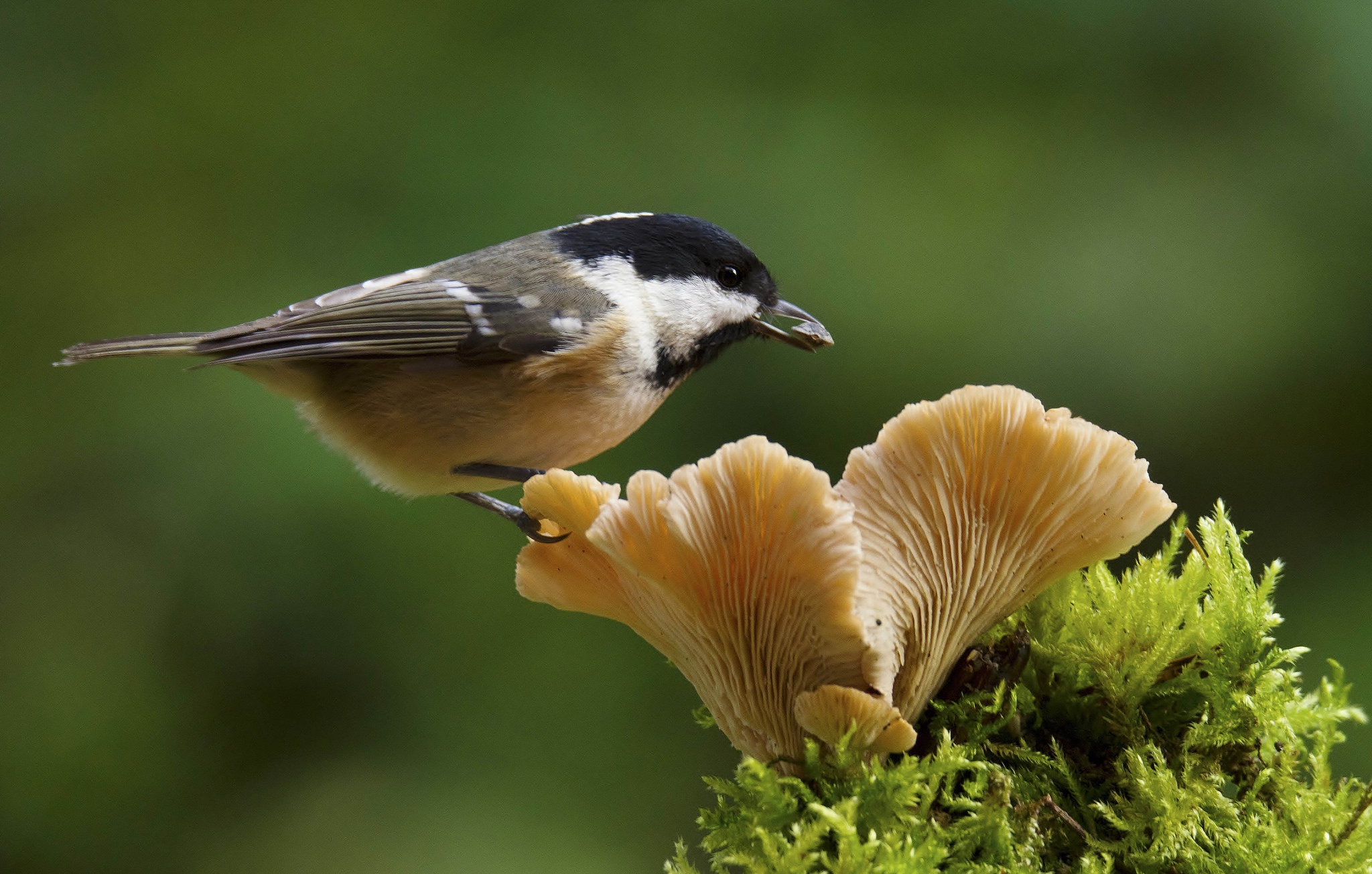Download mobile wallpaper Birds, Macro, Bird, Animal, Mushroom for free.