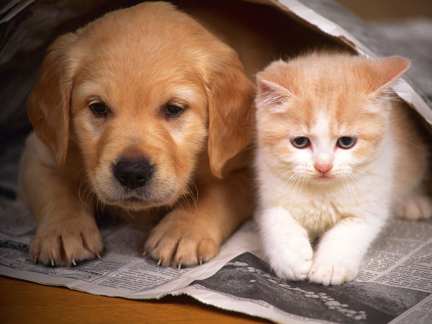 Скачать обои бесплатно Собаки, Кошки (Коты Котики), Животные картинка на рабочий стол ПК