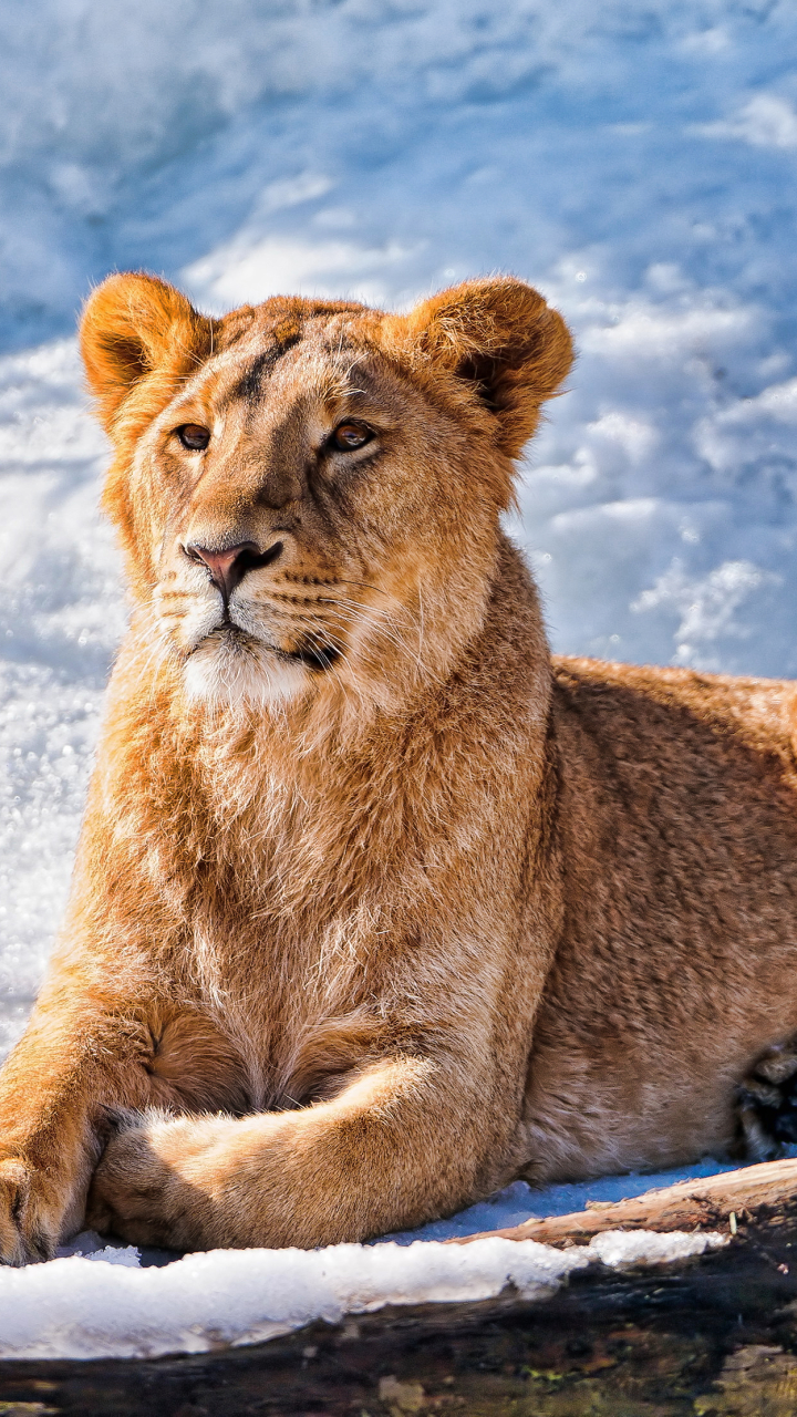 無料モバイル壁紙動物, ライオン, 雪, 猫をダウンロードします。