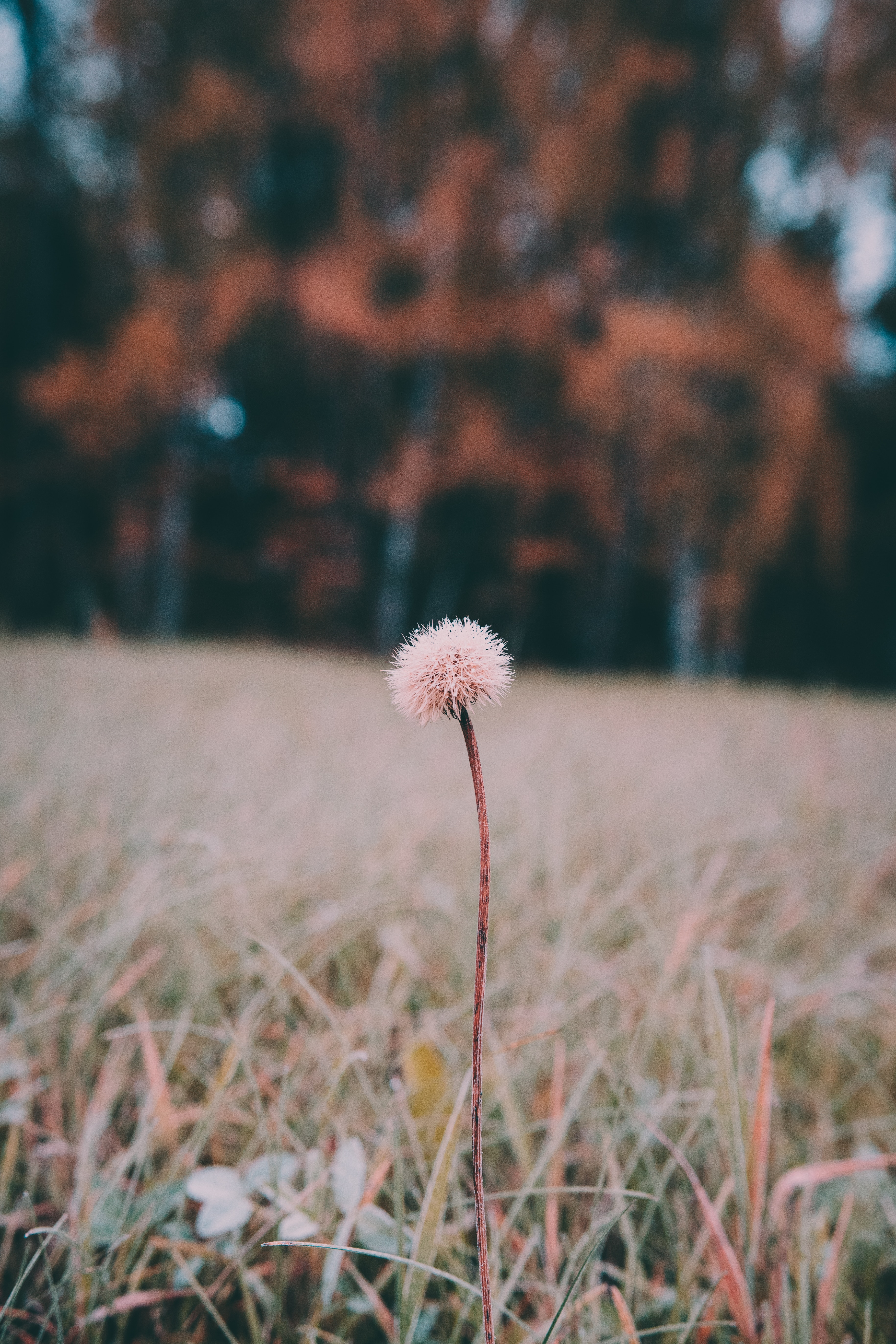 Download mobile wallpaper Grass, Flowers, Flower, Plant, Nature for free.