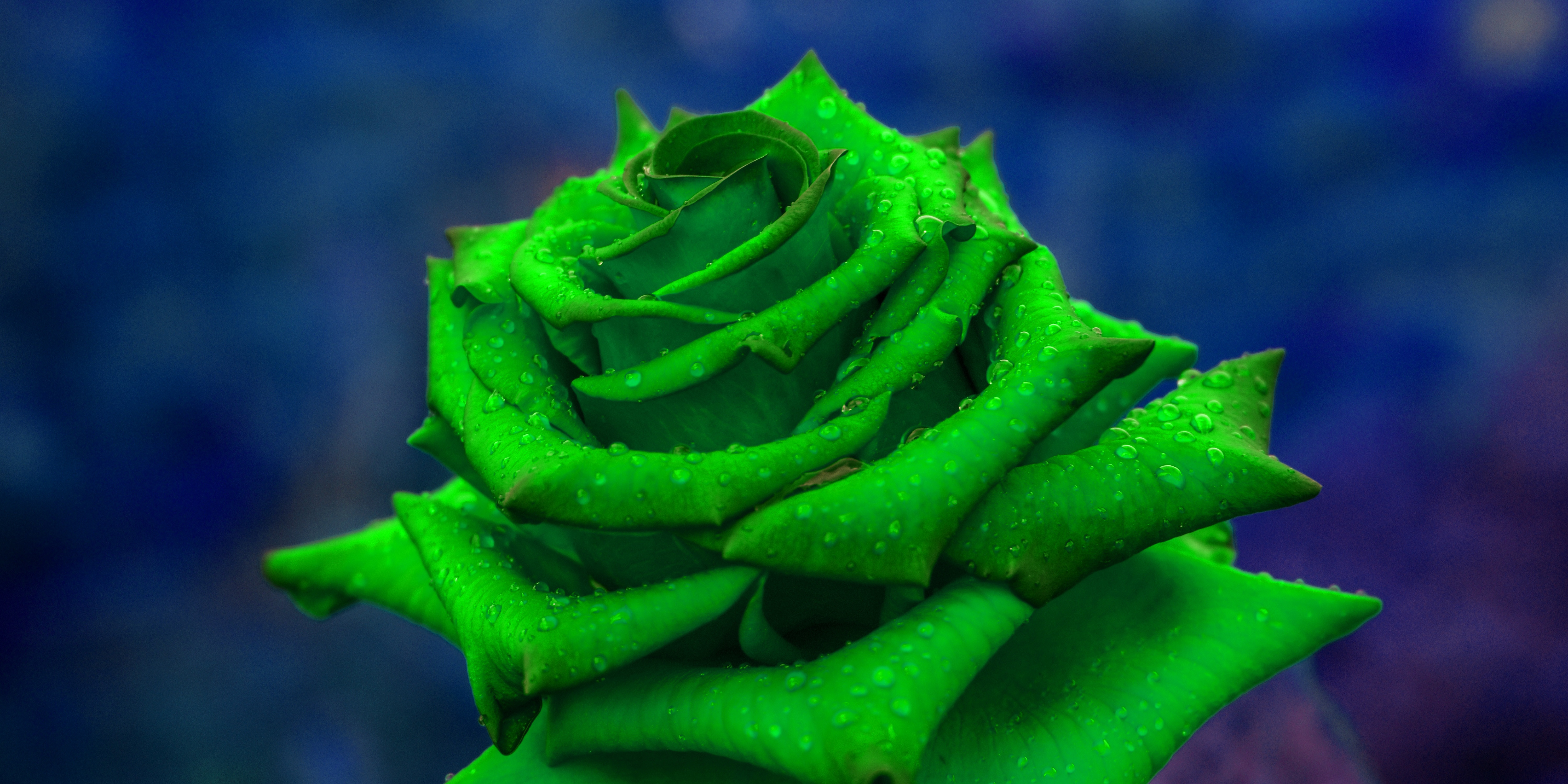 Скачать картинку Роза, Зеленый, Крупным Планом, Лепестки, Цветы в телефон бесплатно.