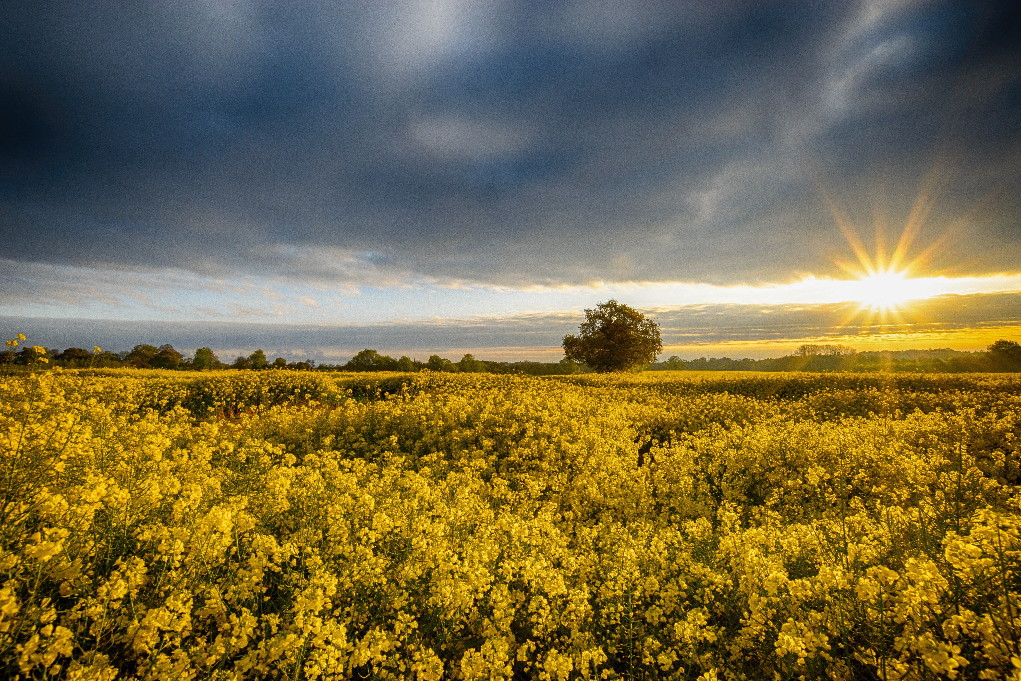 Download mobile wallpaper Landscape, Nature, Sunrise, Earth, Field, Cloud, Yellow Flower, Sunbeam, Rapeseed for free.