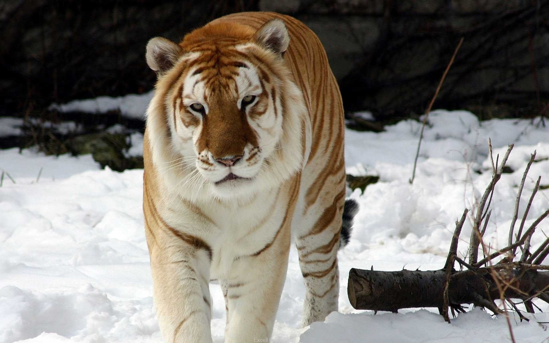 173988 descargar imagen tigre, animales, gatos: fondos de pantalla y protectores de pantalla gratis