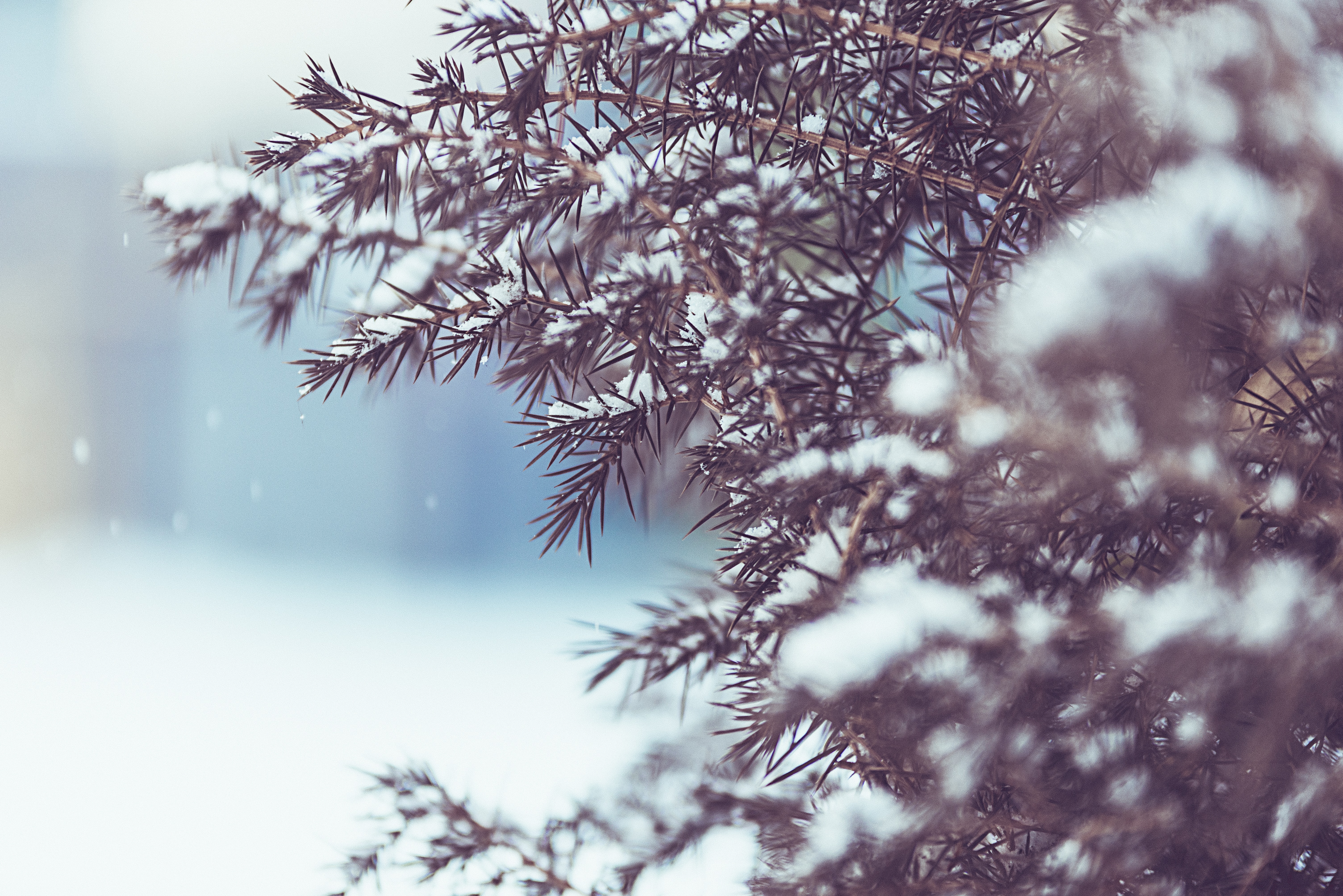 Free download wallpaper Winter, Snow, Earth on your PC desktop