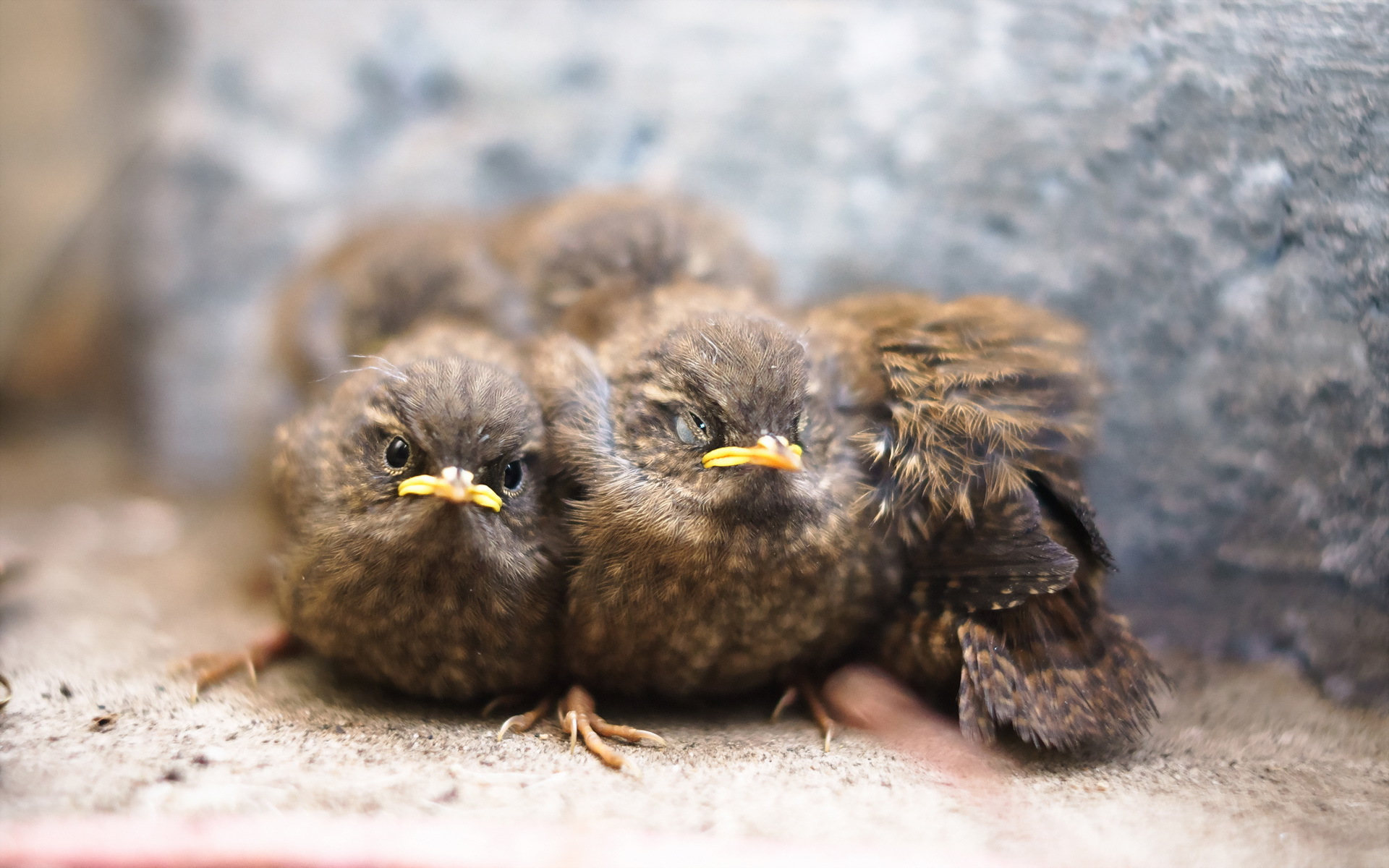 Baixe gratuitamente a imagem Animais, Aves, Pássaro na área de trabalho do seu PC