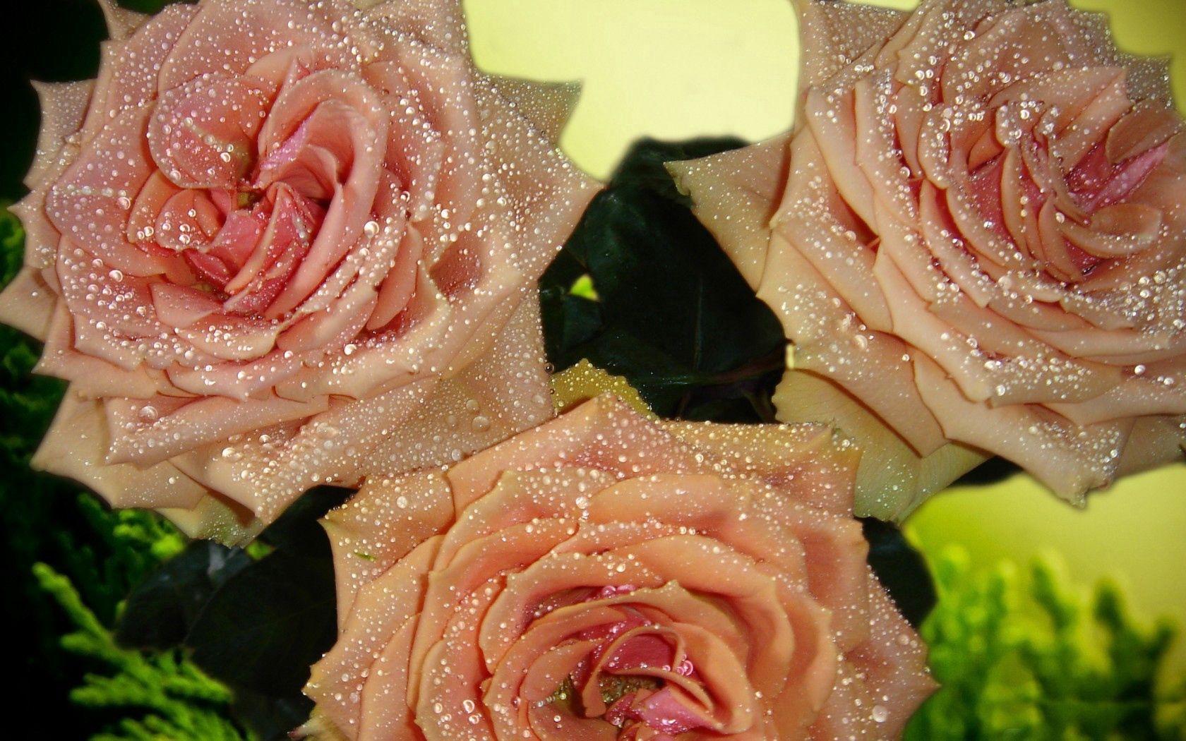 Handy-Wallpaper Blütenblätter, Drops, Makro, Tau, Blumen, Bouquet, Strauß, Knospen, Roses kostenlos herunterladen.
