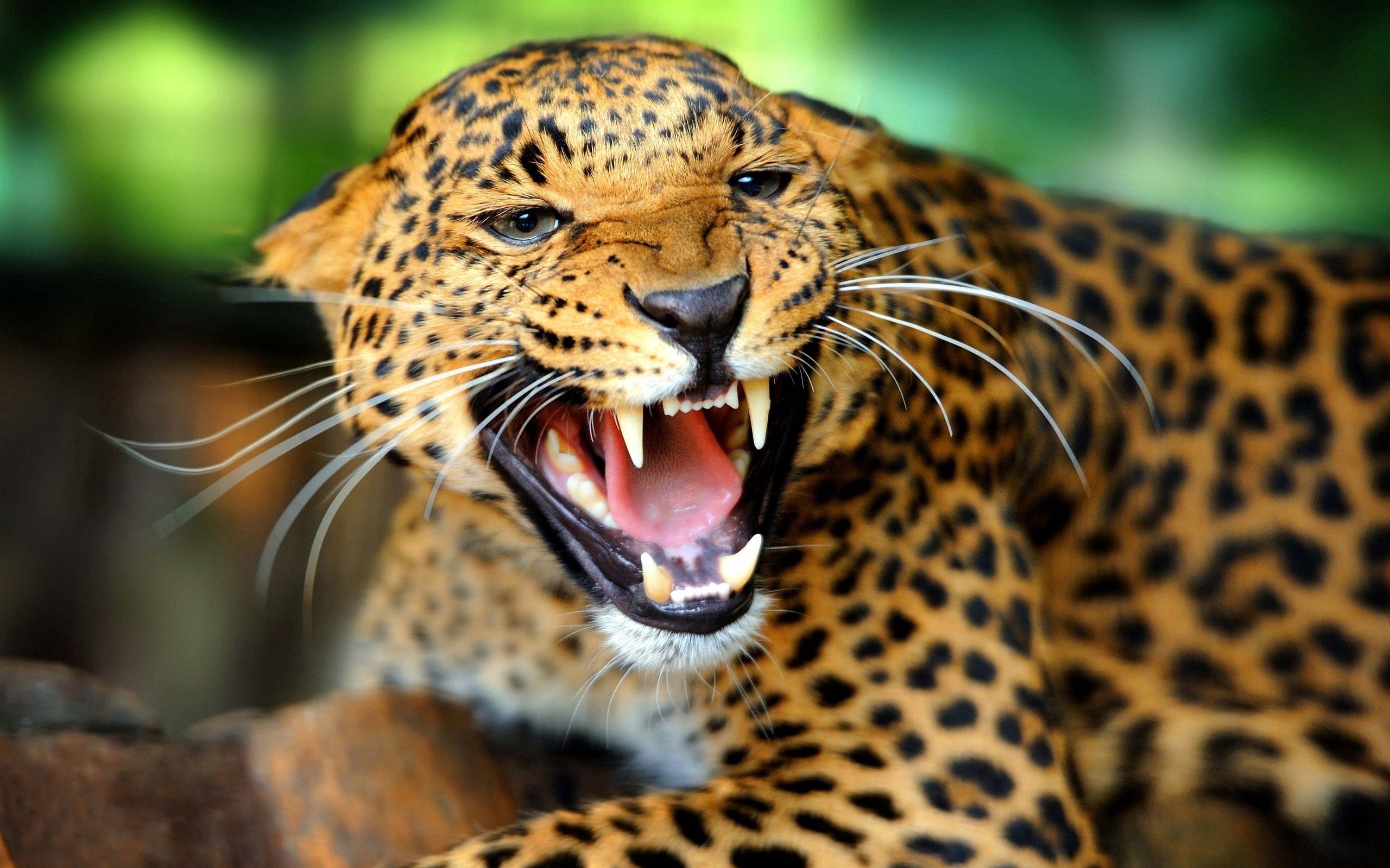 cheetah, animals, big cat, grin, predator, sight, opinion Full HD