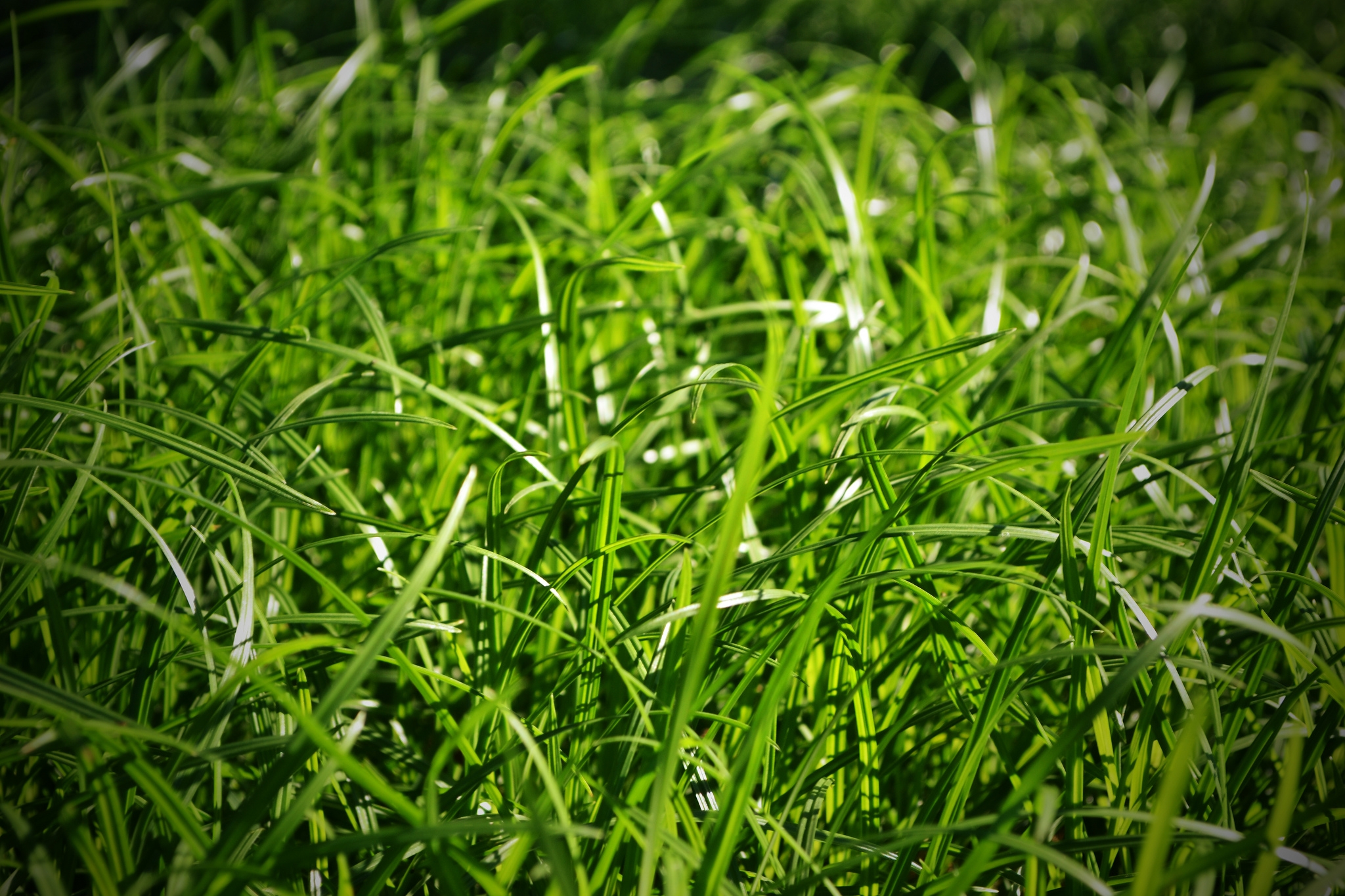 Free download wallpaper Grass, Macro, Greens on your PC desktop