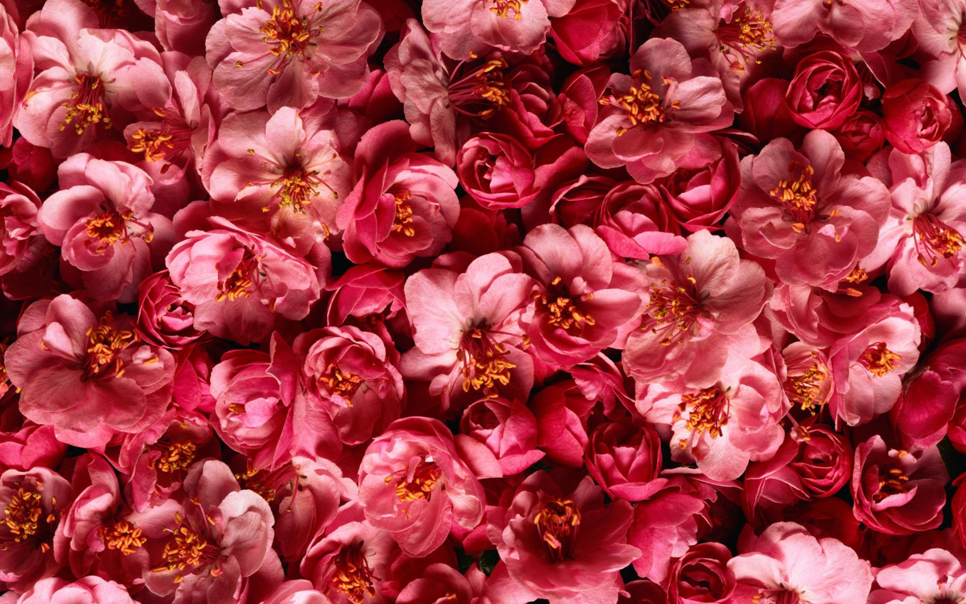 Скачати мобільні шпалери Природа, Квітка, Роза, Земля, Впритул, Рожева Квітка, Флауерзи безкоштовно.