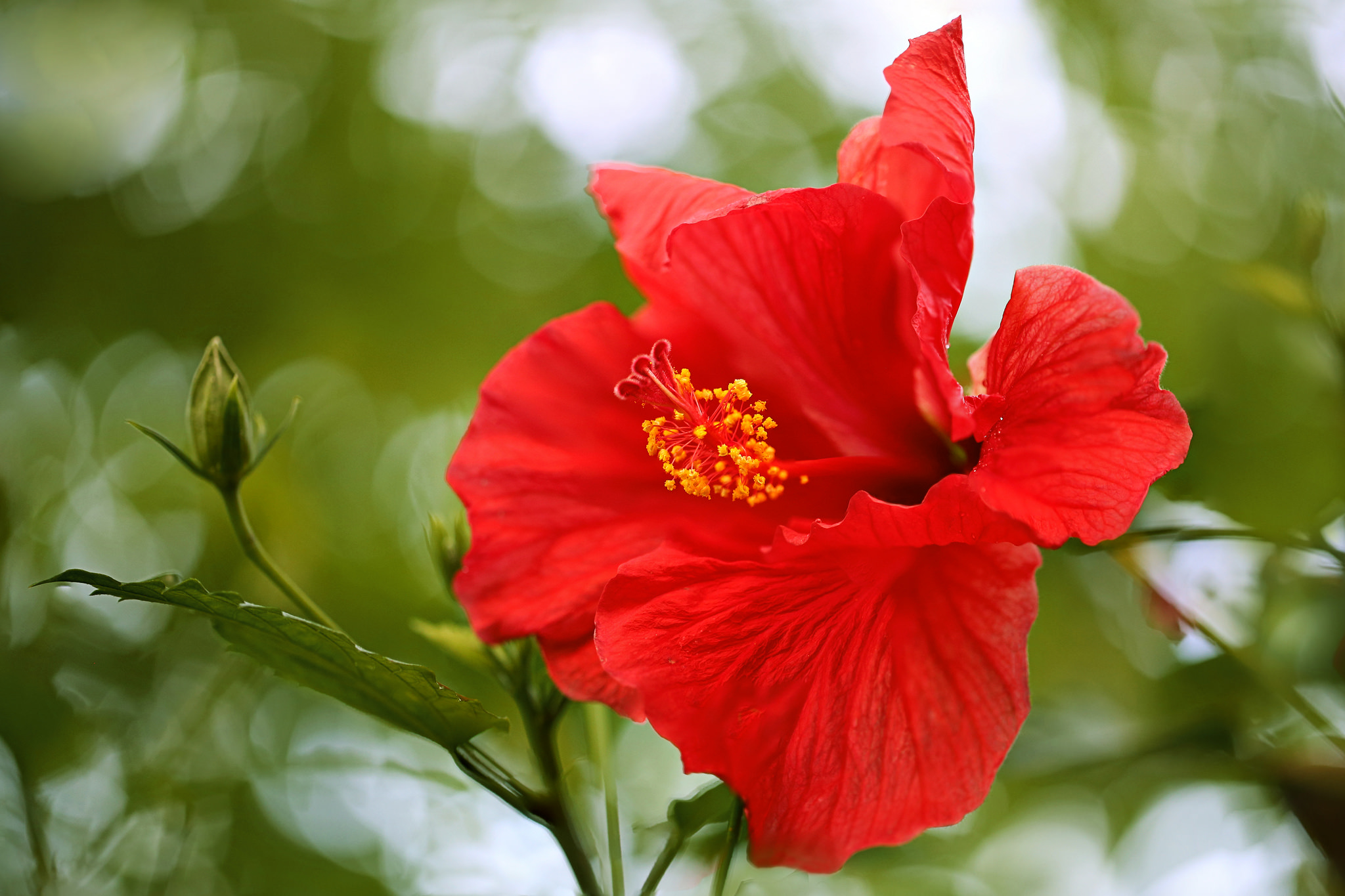 Laden Sie das Natur, Blumen, Blume, Bokeh, Hibiskus, Rote Blume, Erde/natur-Bild kostenlos auf Ihren PC-Desktop herunter