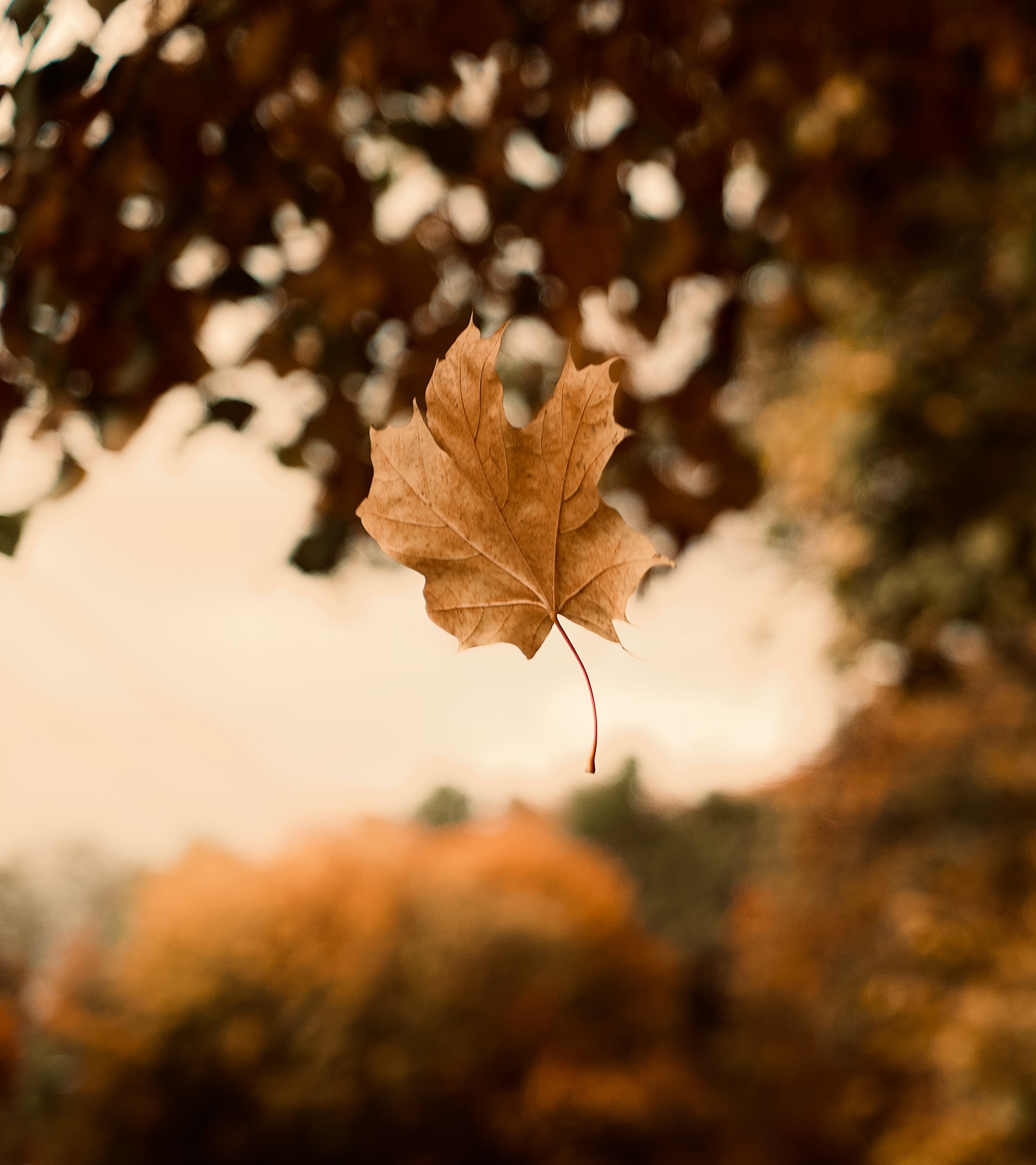 Download mobile wallpaper Maple, Nature, Leaves, Autumn, Focus for free.