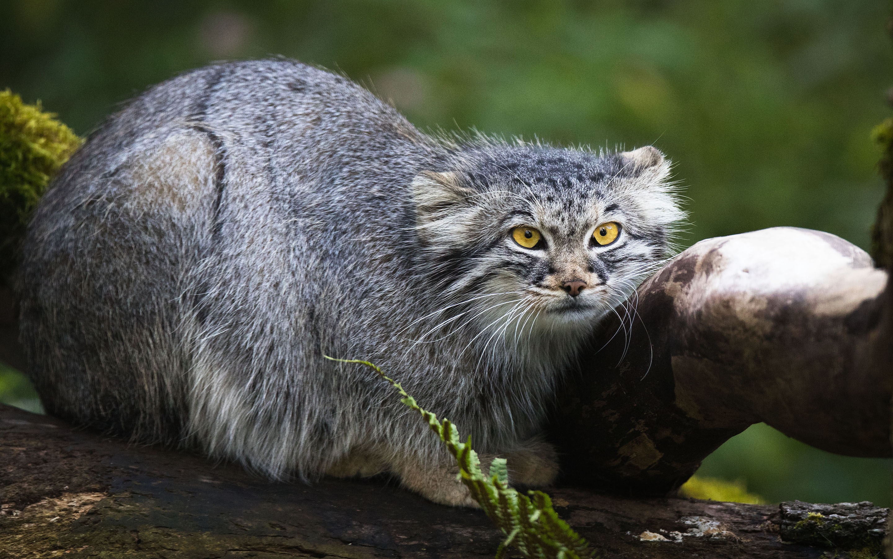 Free download wallpaper Cats, Animal, Pallas's Cat on your PC desktop