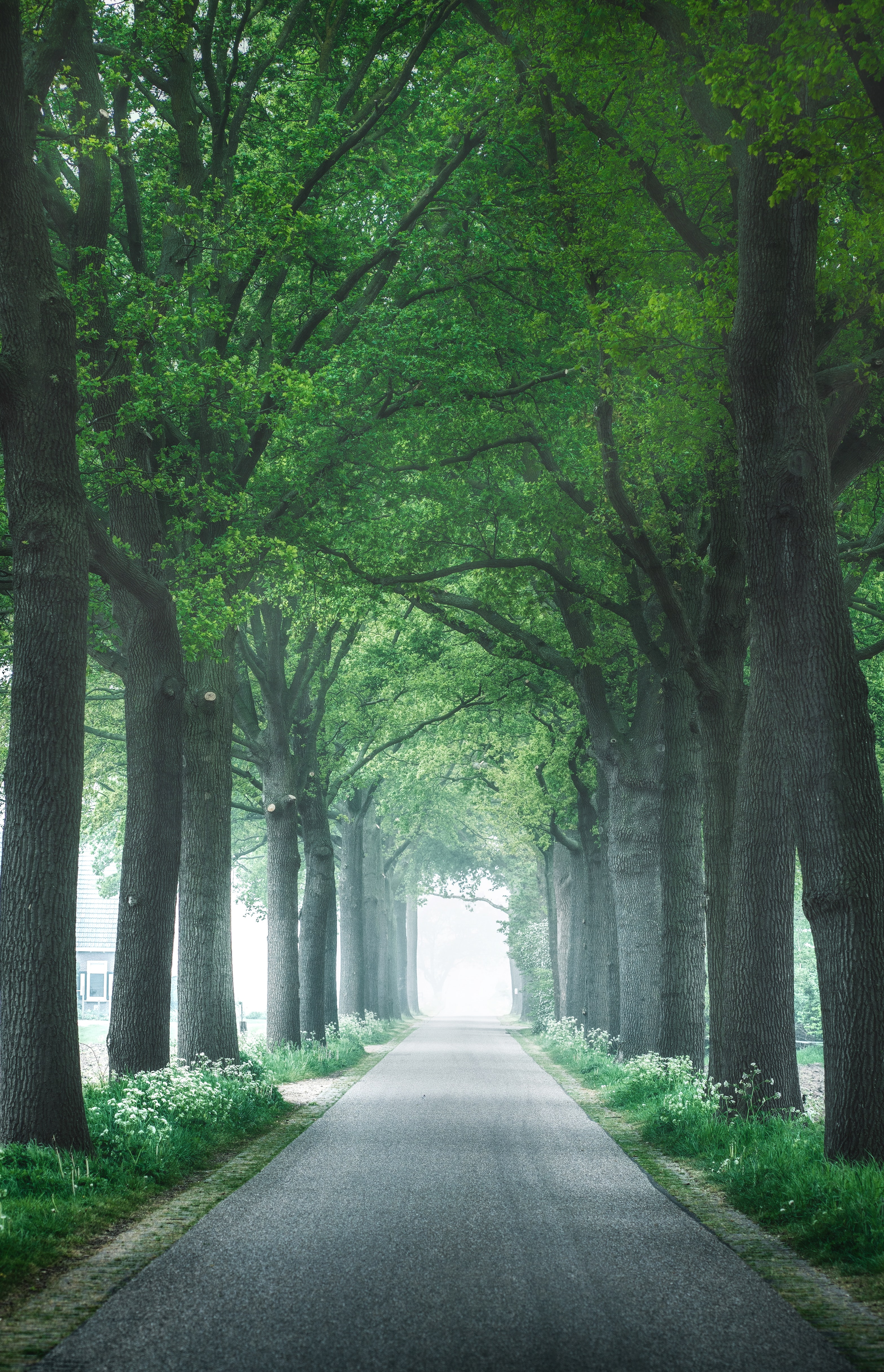 Free download wallpaper Trees, Road, Nature, Alley on your PC desktop