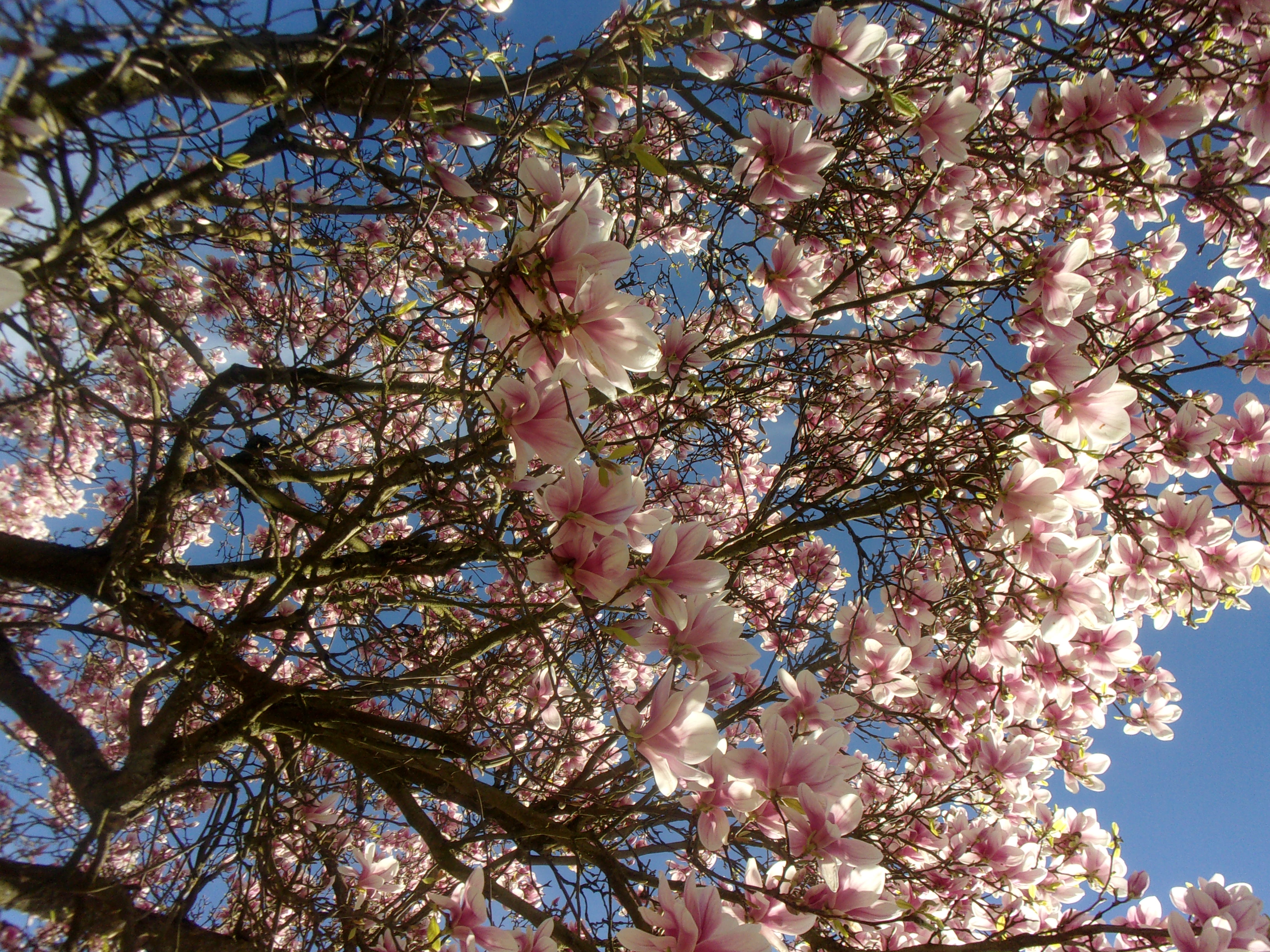 Descarga gratis la imagen Flores, Florecer, Tierra/naturaleza en el escritorio de tu PC