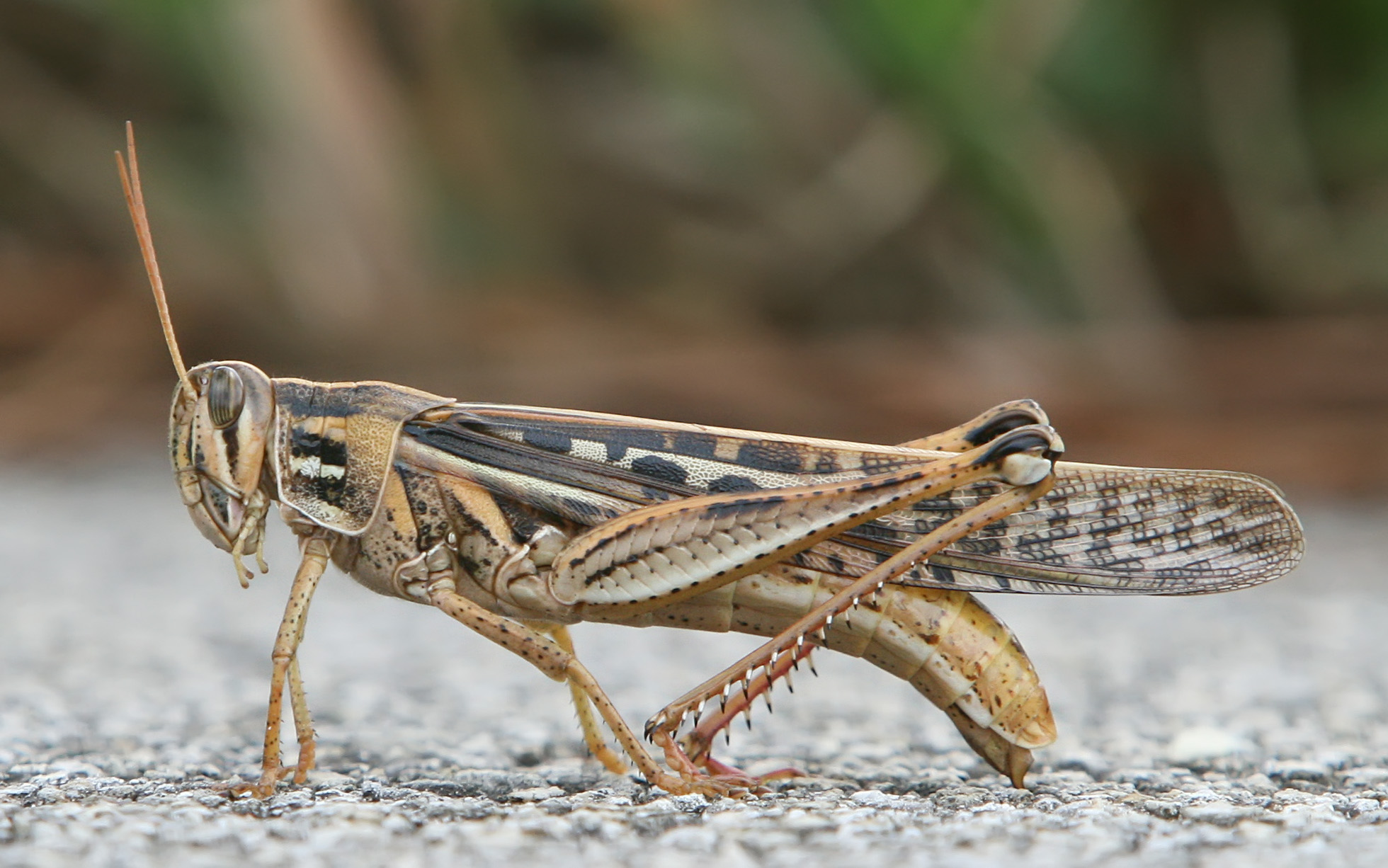 Download mobile wallpaper Animal, Grasshopper for free.