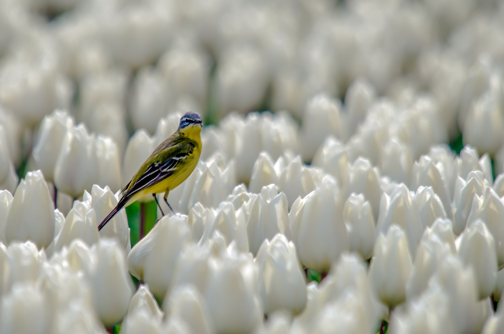900765 descargar imagen animales, canario, ave, flor, tulipán, flor blanca: fondos de pantalla y protectores de pantalla gratis