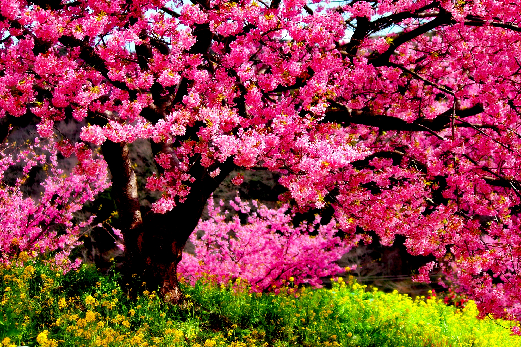 Скачать обои бесплатно Деревья, Дерево, Весна, Цветущие, Земля/природа, Розовый Цветок картинка на рабочий стол ПК