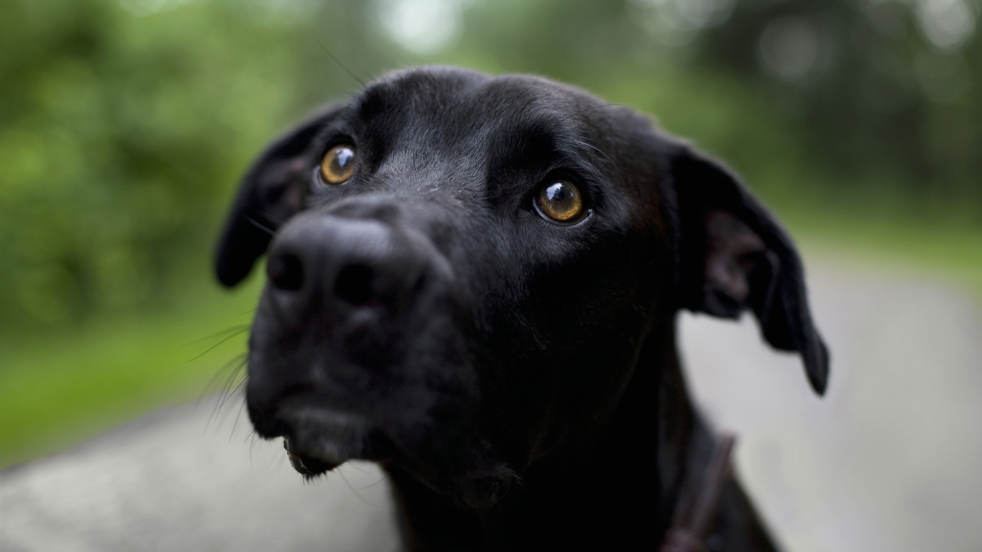 Baixe gratuitamente a imagem Animais, Cão na área de trabalho do seu PC