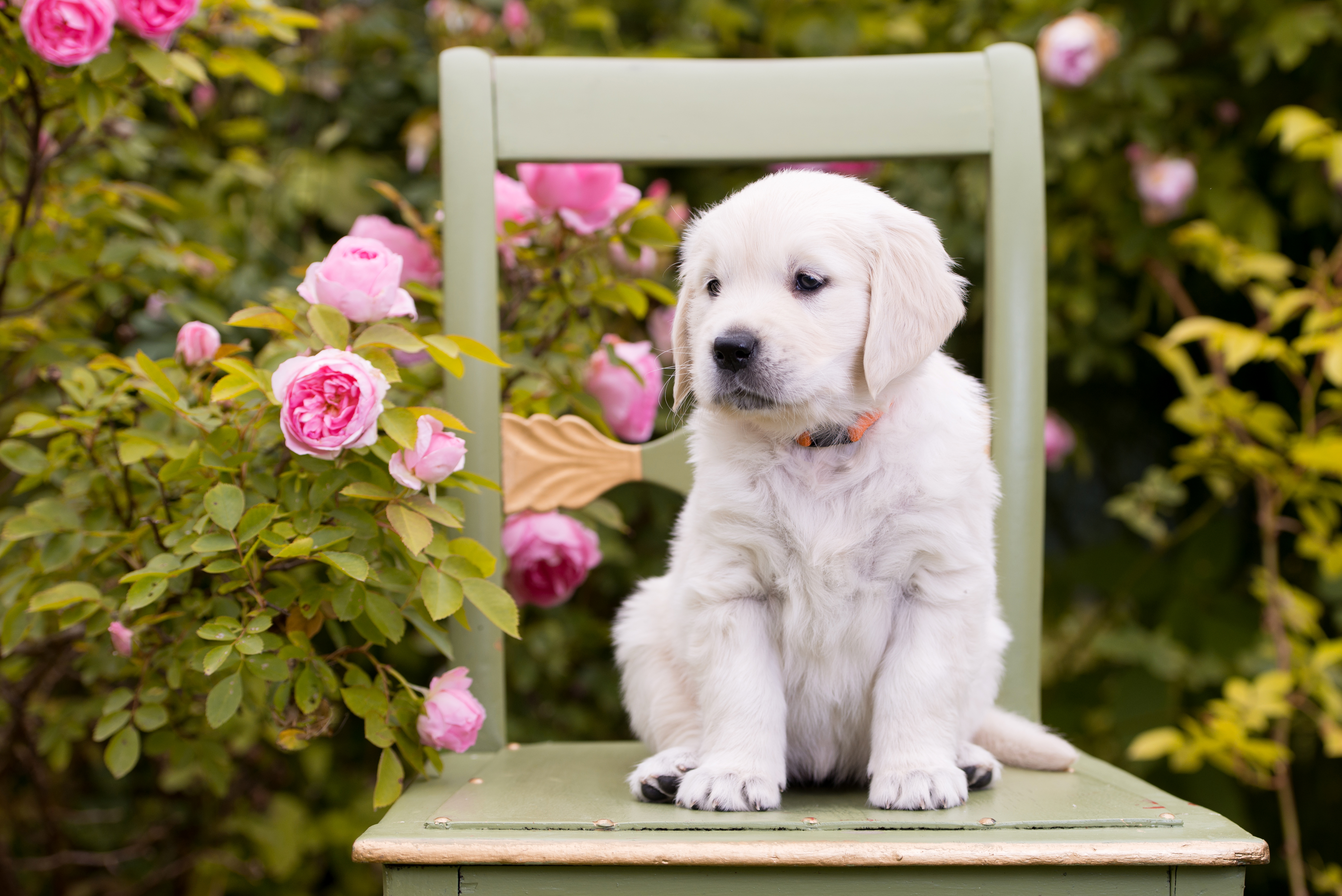 Download mobile wallpaper Dogs, Dog, Animal, Puppy, Golden Retriever, Baby Animal for free.