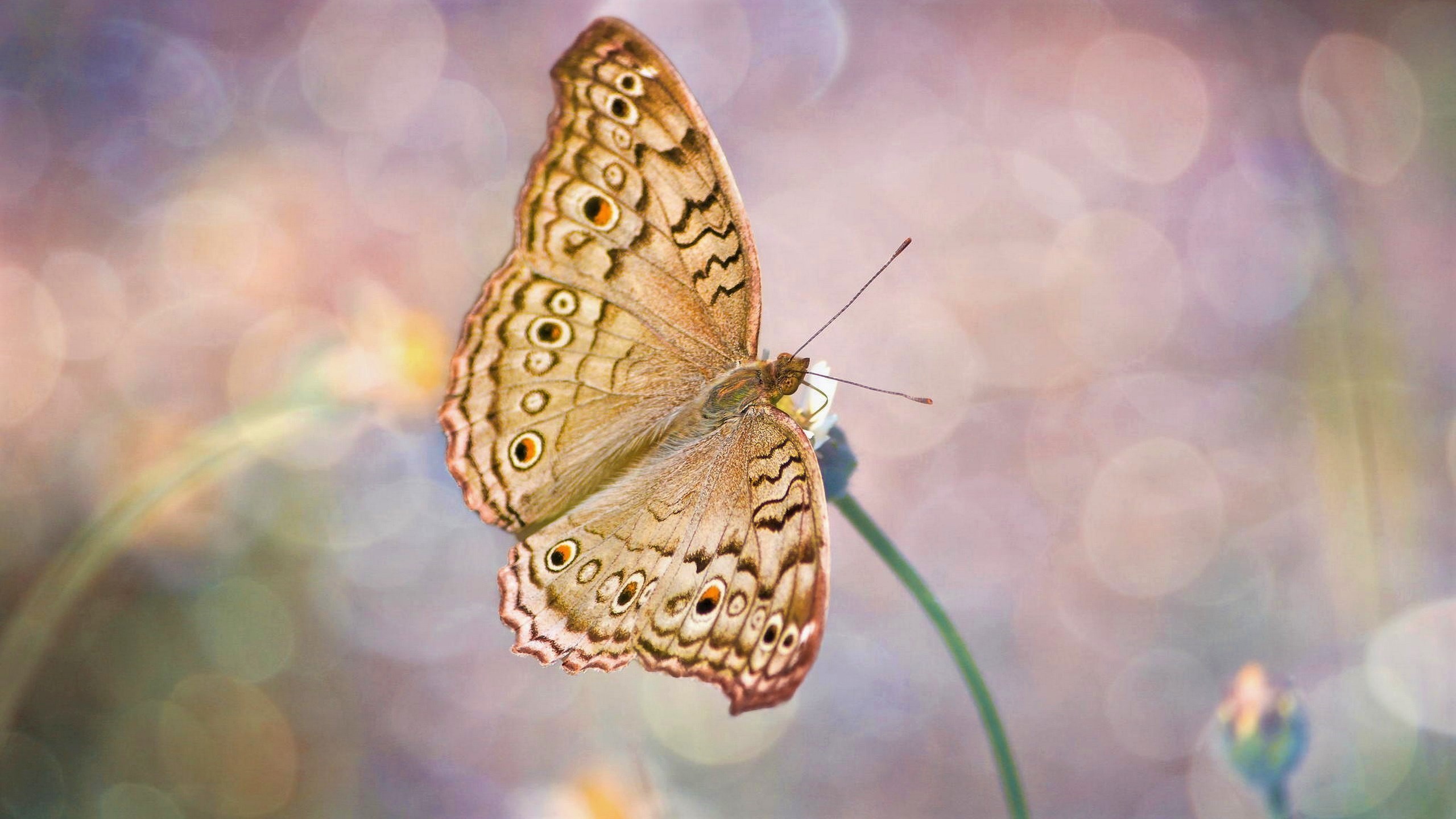 Laden Sie das Tiere, Schmetterlinge, Makro, Insekt-Bild kostenlos auf Ihren PC-Desktop herunter