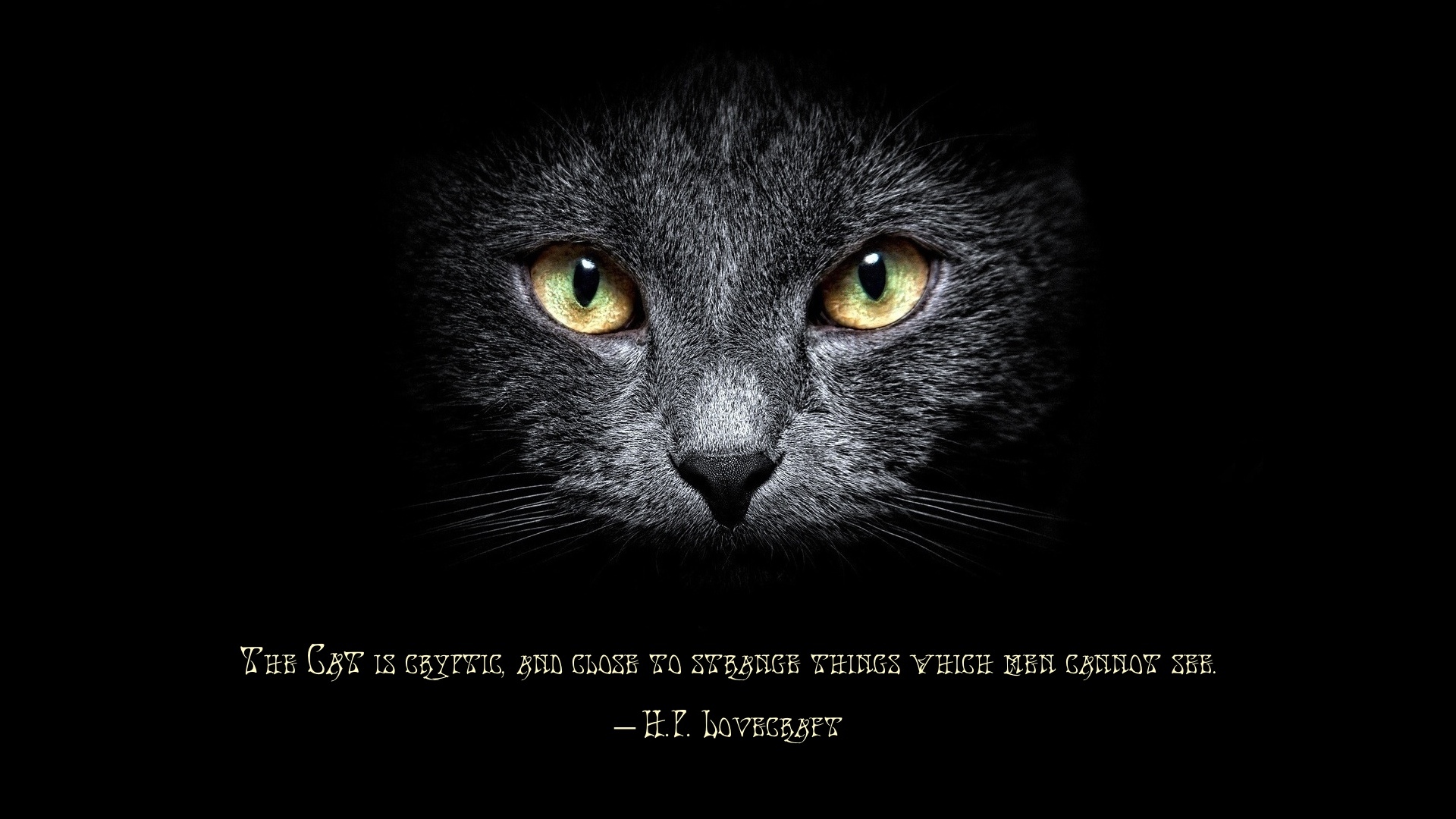 h p lovecraft, misc, quote, cat