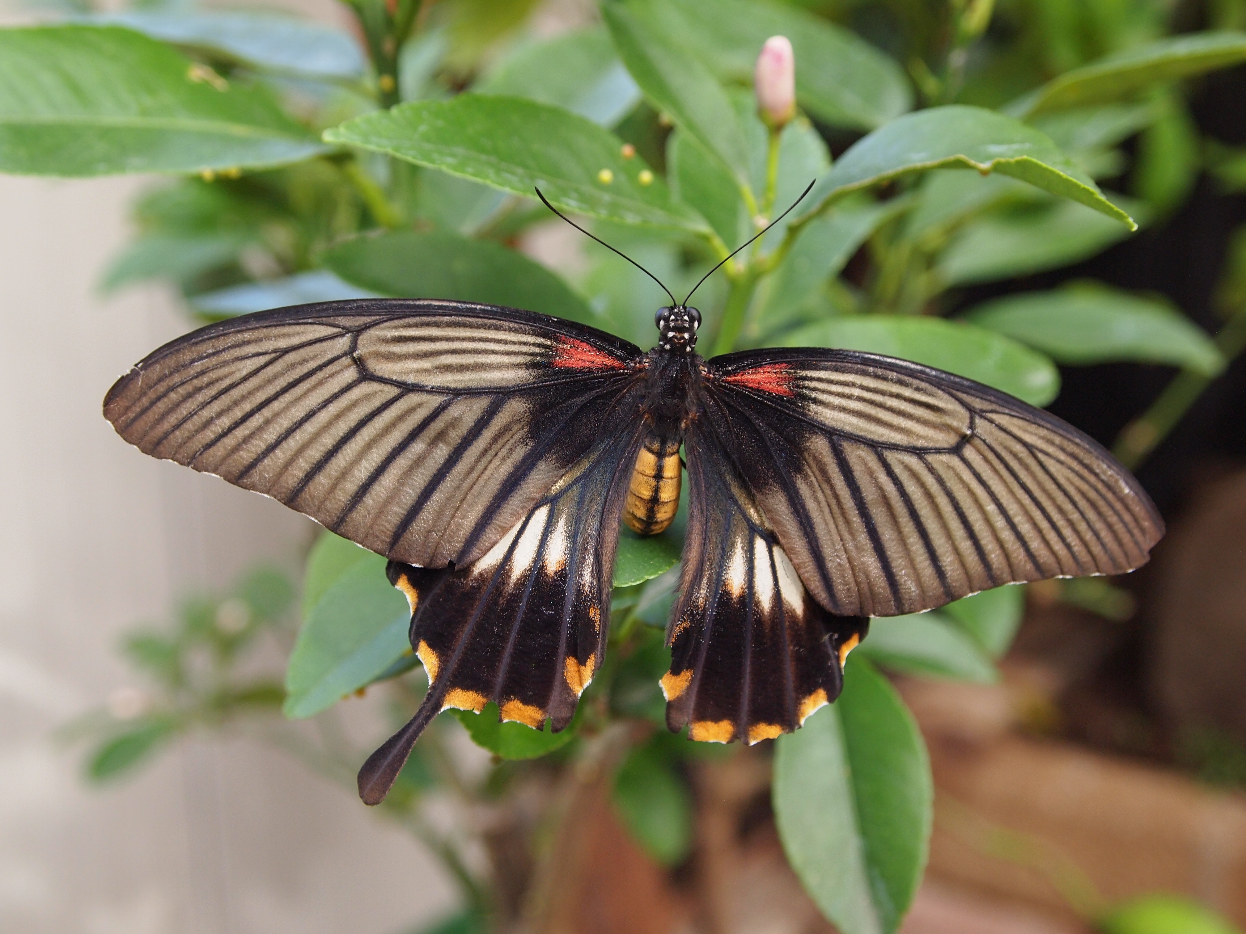 Descarga gratuita de fondo de pantalla para móvil de Animales, Mariposa.