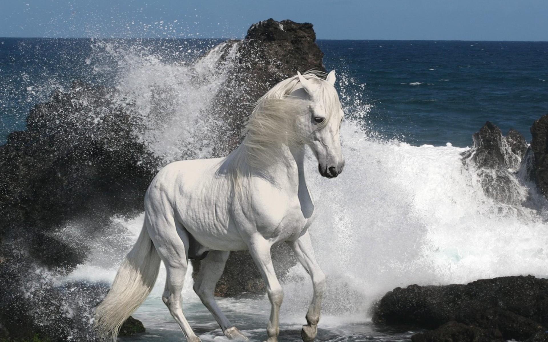 Free download wallpaper Animal, Horse on your PC desktop