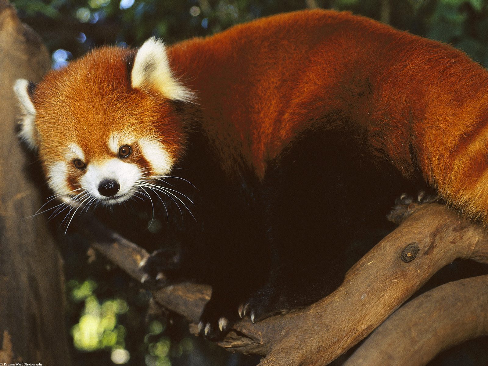 1077426 завантажити шпалери червона панда, тварина - заставки і картинки безкоштовно