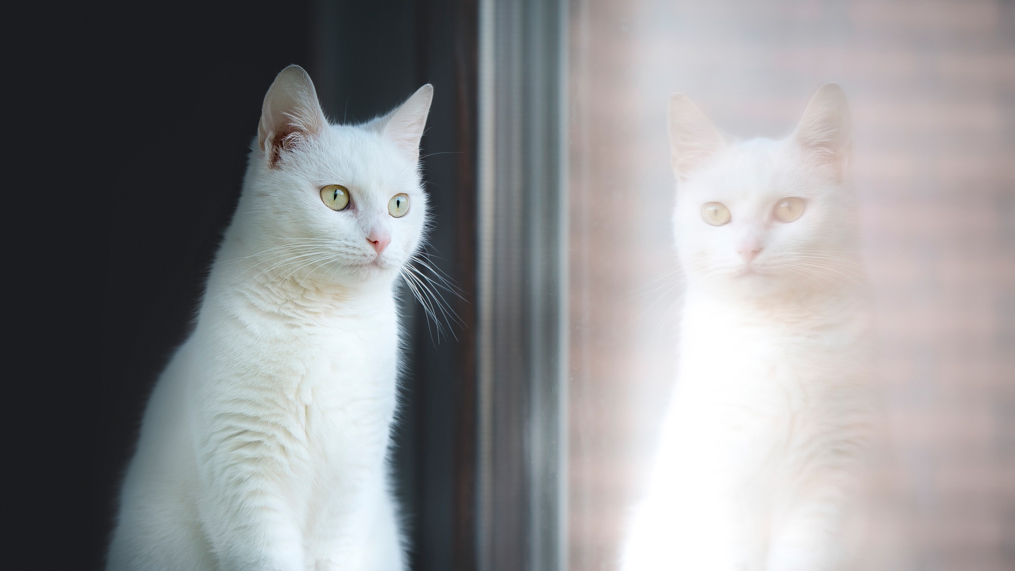 無料モバイル壁紙動物, 反射, ネコ, 猫をダウンロードします。