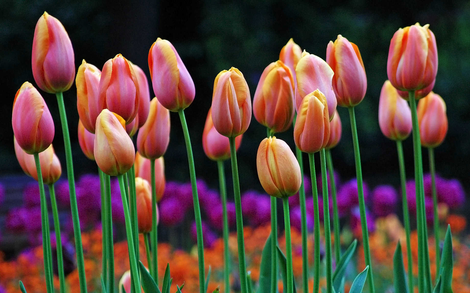 Free download wallpaper Tulip, Flowers, Earth on your PC desktop