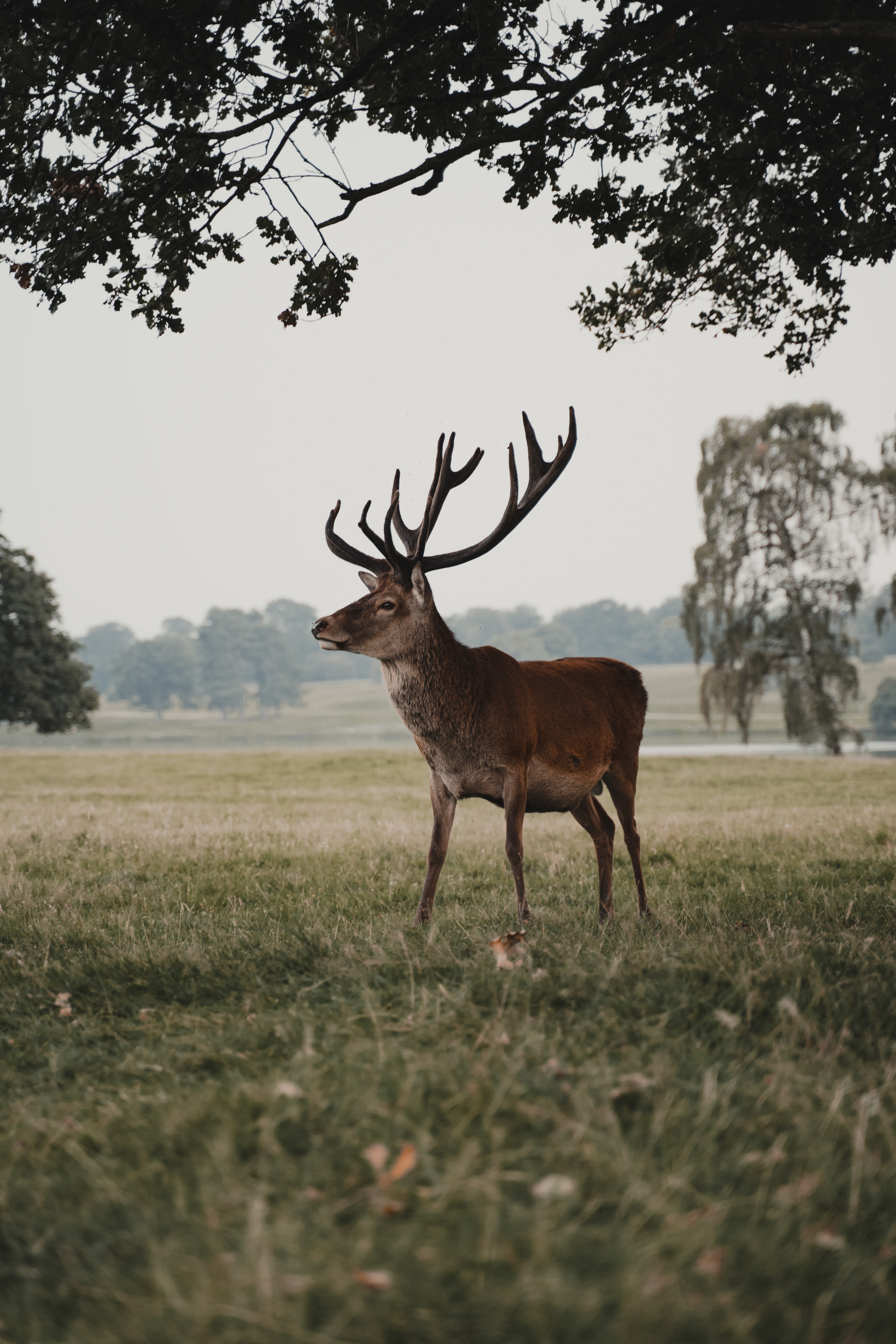 Free download wallpaper Animals, Animal, Wildlife, Deer, Field on your PC desktop