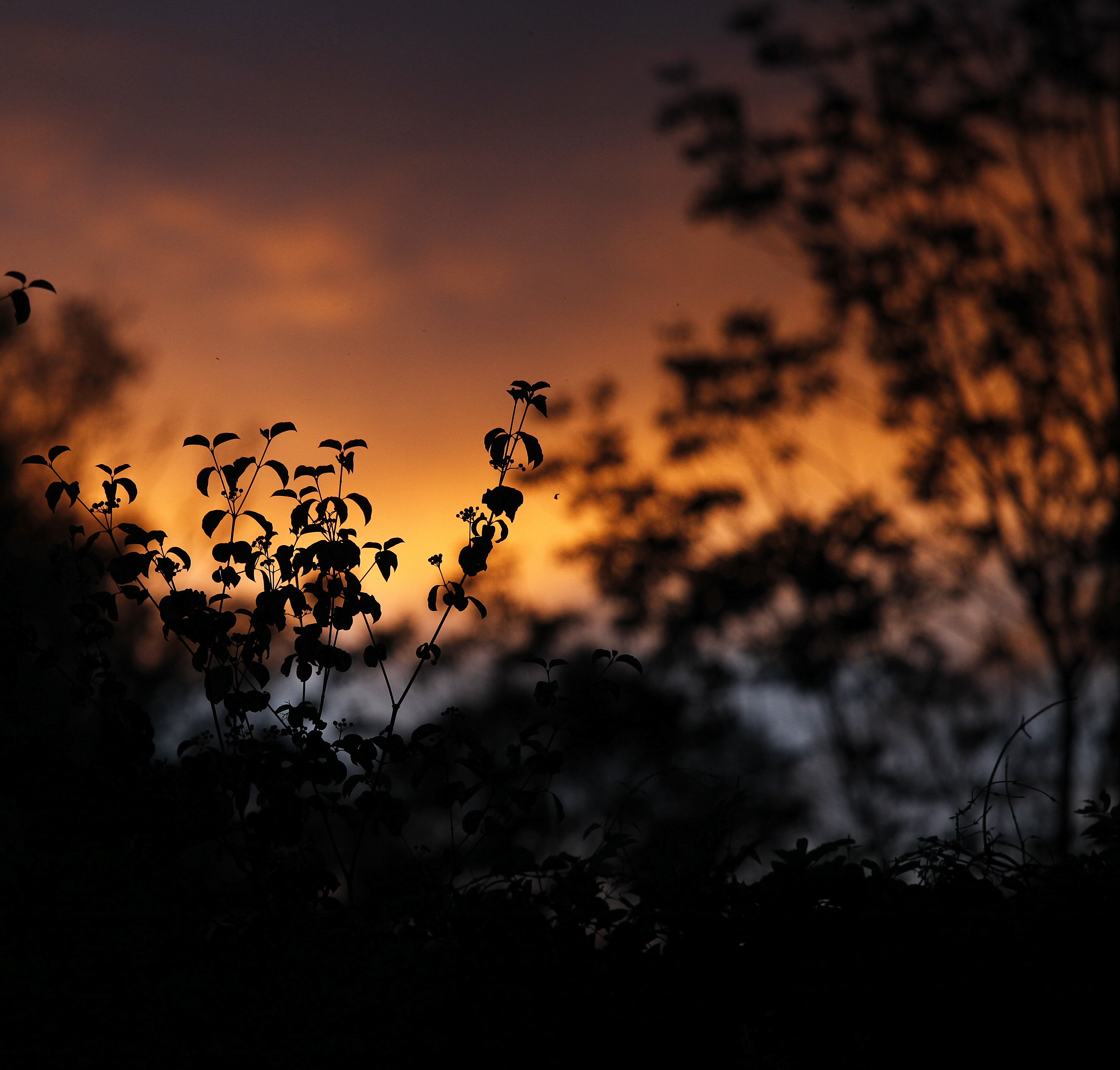 dark, sunset, silhouettes, leaves, outlines, plants UHD
