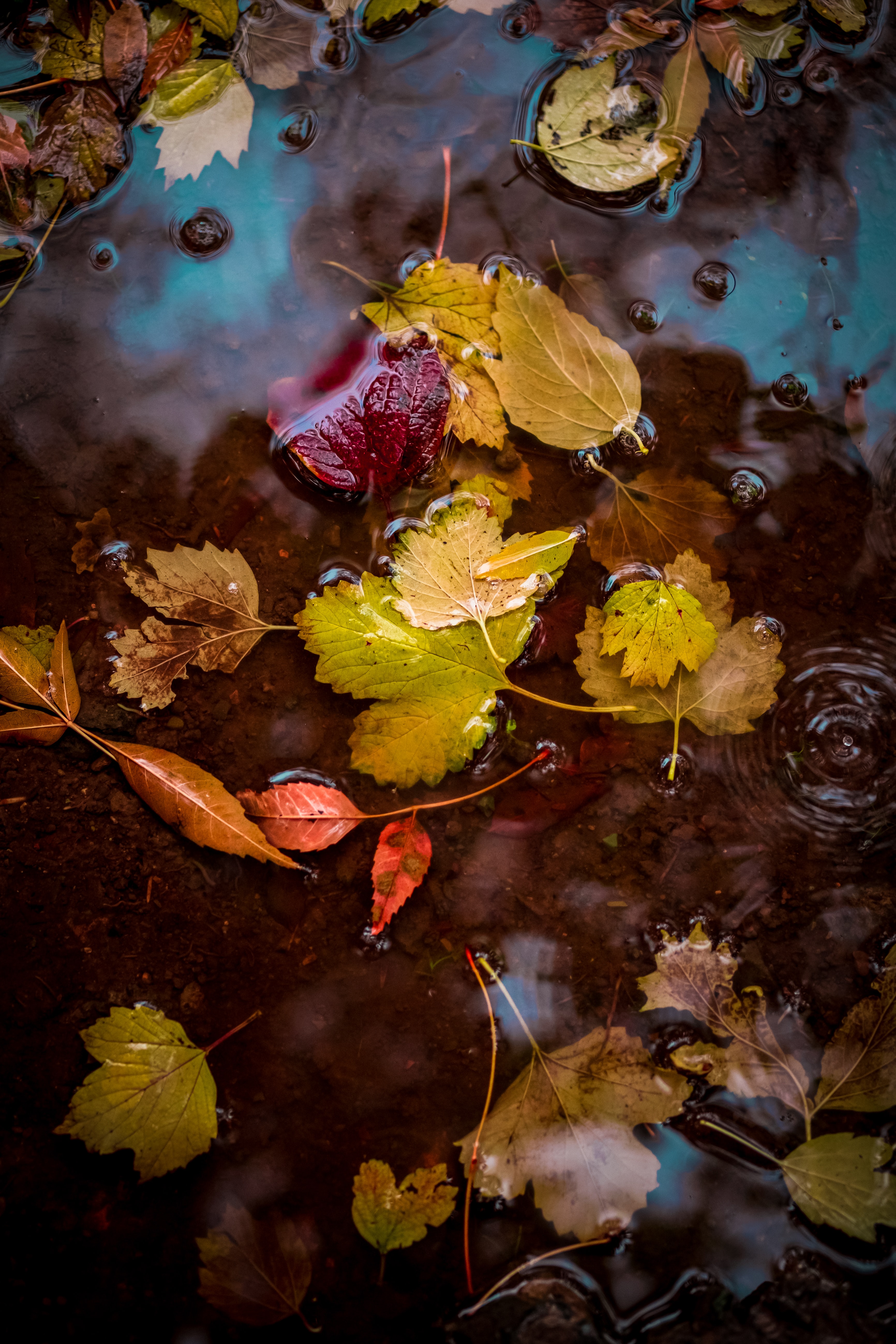 Download mobile wallpaper Macro, Puddle, Leaves, Water, Autumn for free.