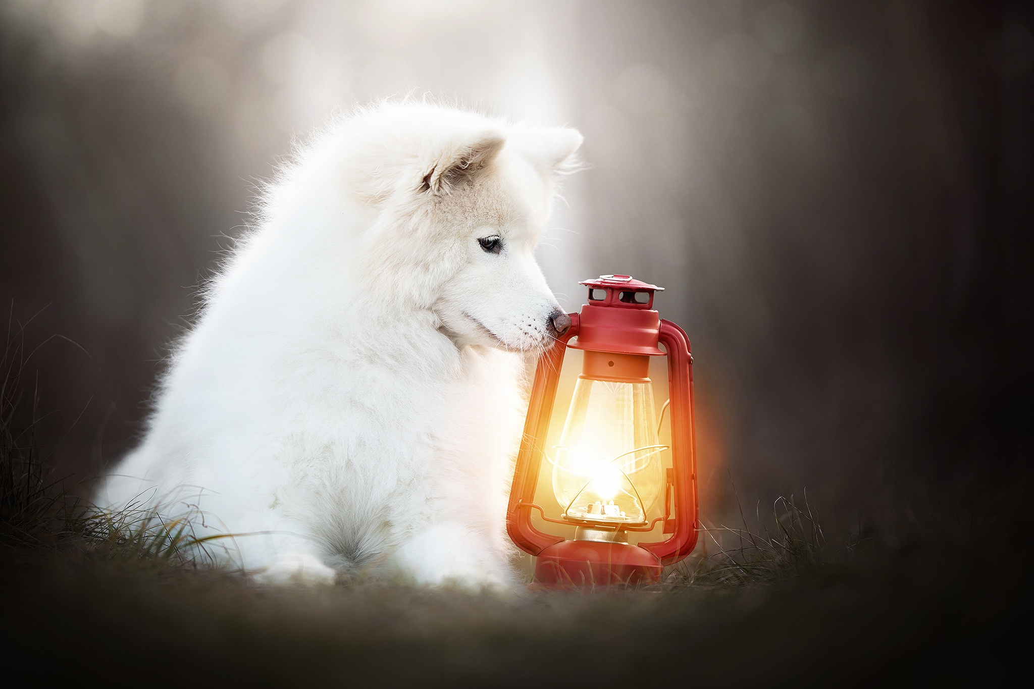 Download mobile wallpaper Dogs, Dog, Lantern, Animal, Samoyed for free.