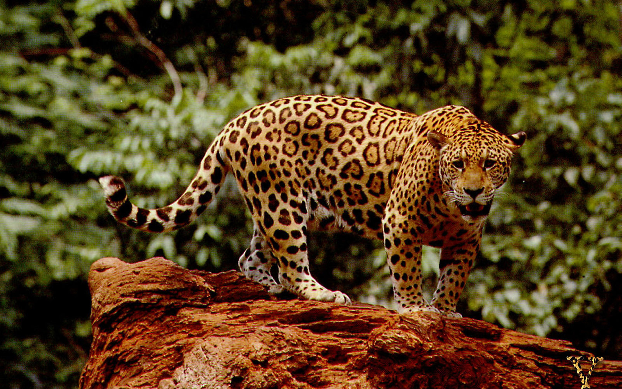 Download mobile wallpaper Cats, Jaguar, Animal for free.